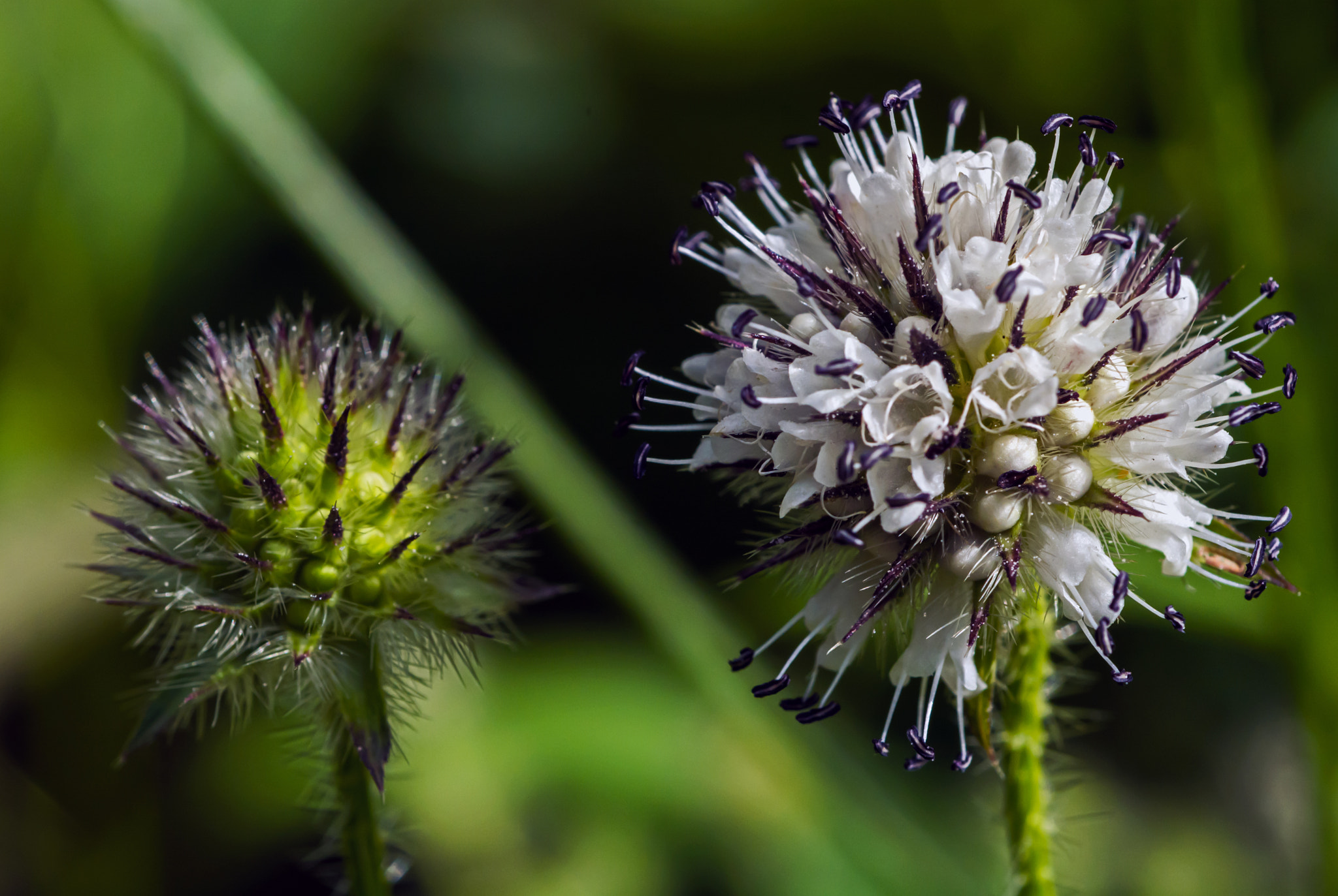 Nikon D7100 + AF Micro-Nikkor 60mm f/2.8 sample photo. Different stages of development. photography