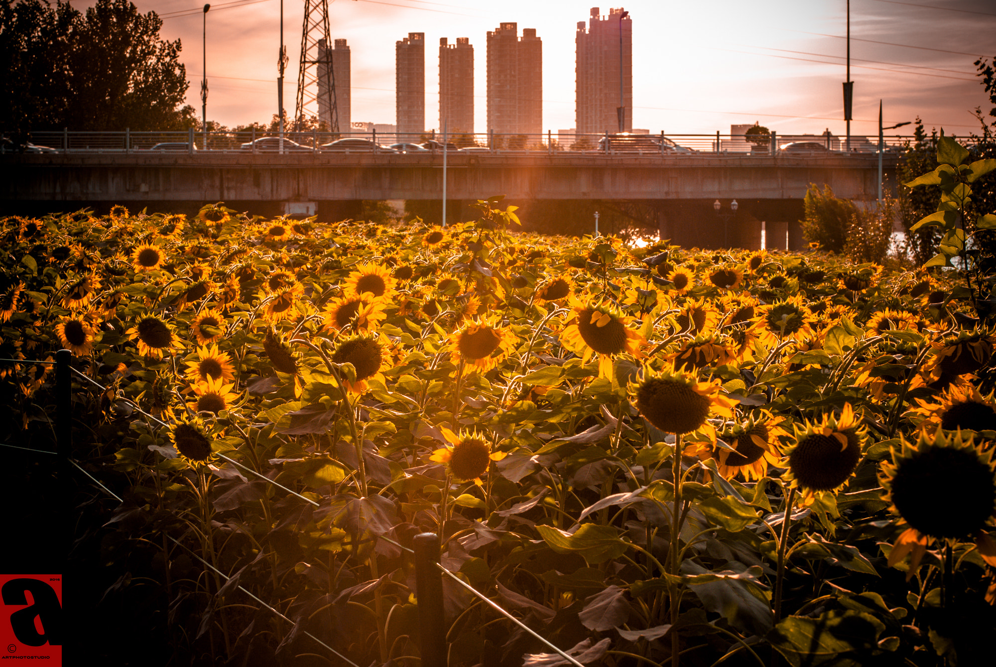 Nikon D200 + Nikon AF Nikkor 50mm F1.4D sample photo. Sunflower photography