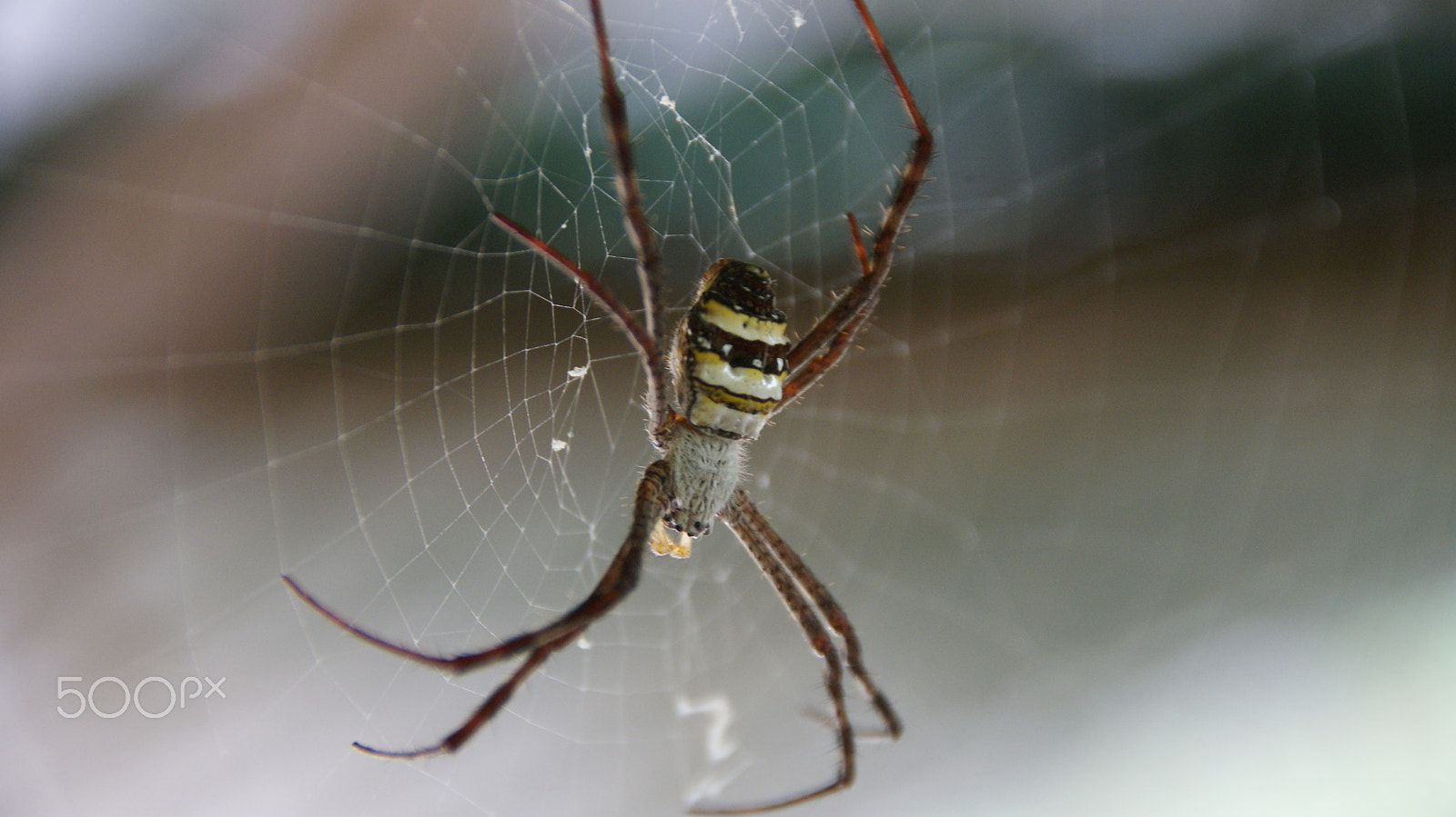 Sony Alpha DSLR-A300 + Tamron AF 18-200mm F3.5-6.3 XR Di II LD Aspherical (IF) Macro sample photo. Spider photography