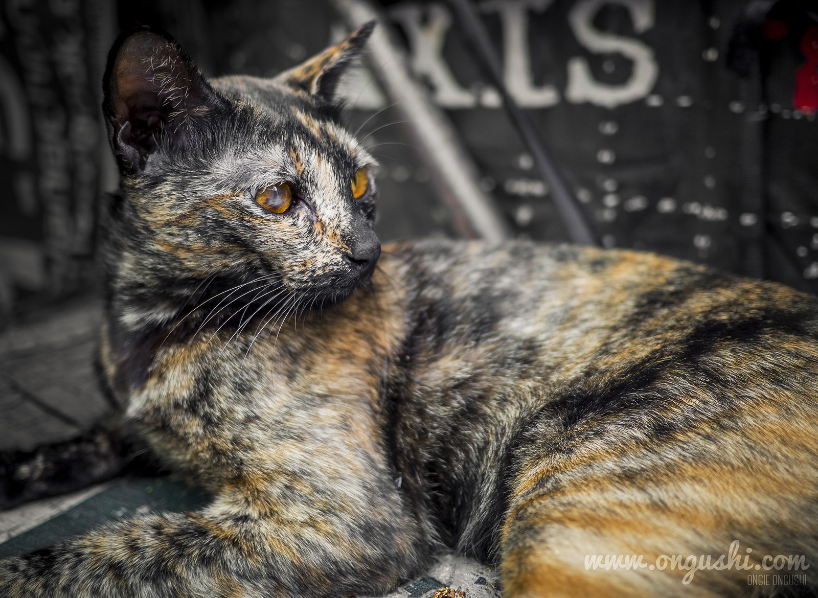 Olympus OM-D E-M10 II + LUMIX G 20/F1.7 II sample photo. Cat 141: camo photography