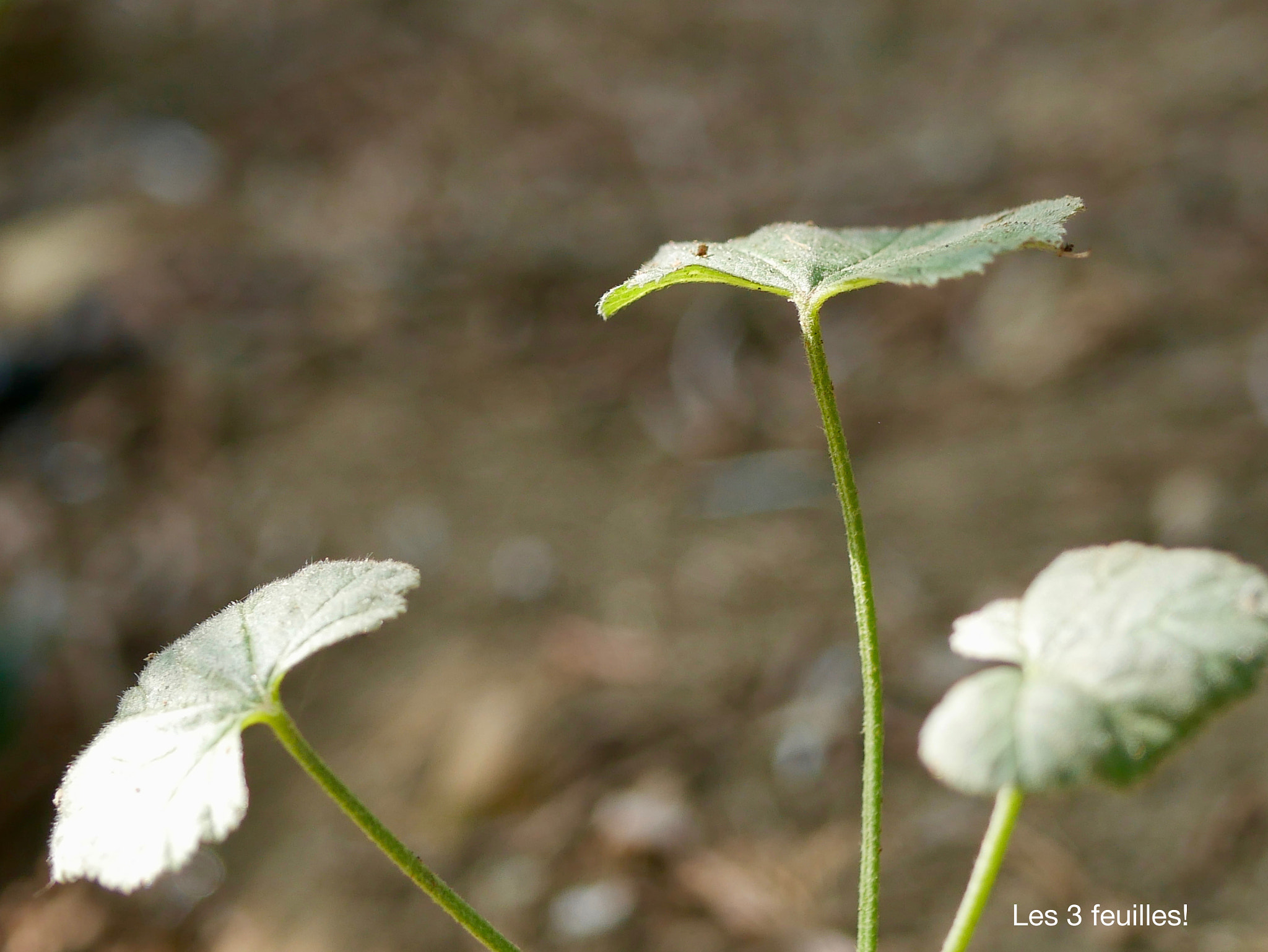 Panasonic DMC-G70 + Panasonic Lumix G Macro 30mm F2.8 ASPH Mega OIS sample photo. Lumière sur feuilles photography