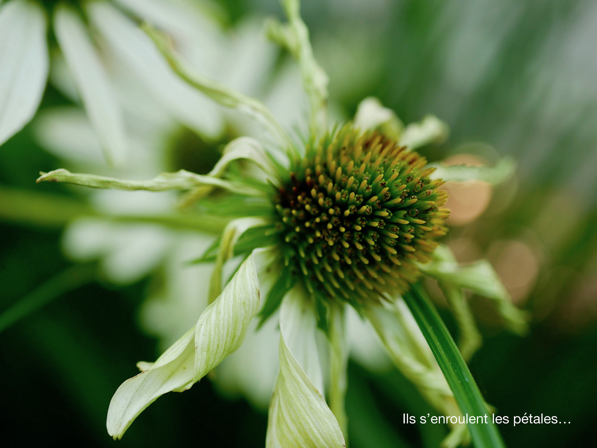 Panasonic DMC-G70 + Panasonic Lumix G Macro 30mm F2.8 ASPH Mega OIS sample photo. Ils s'enroulent... photography