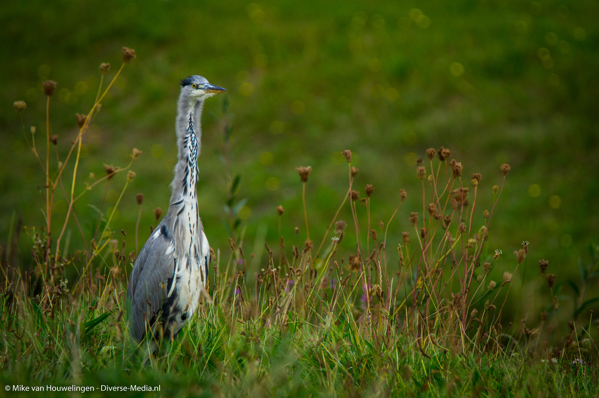 Sony SLT-A58 + Tamron SP 150-600mm F5-6.3 Di VC USD sample photo. On the watch photography