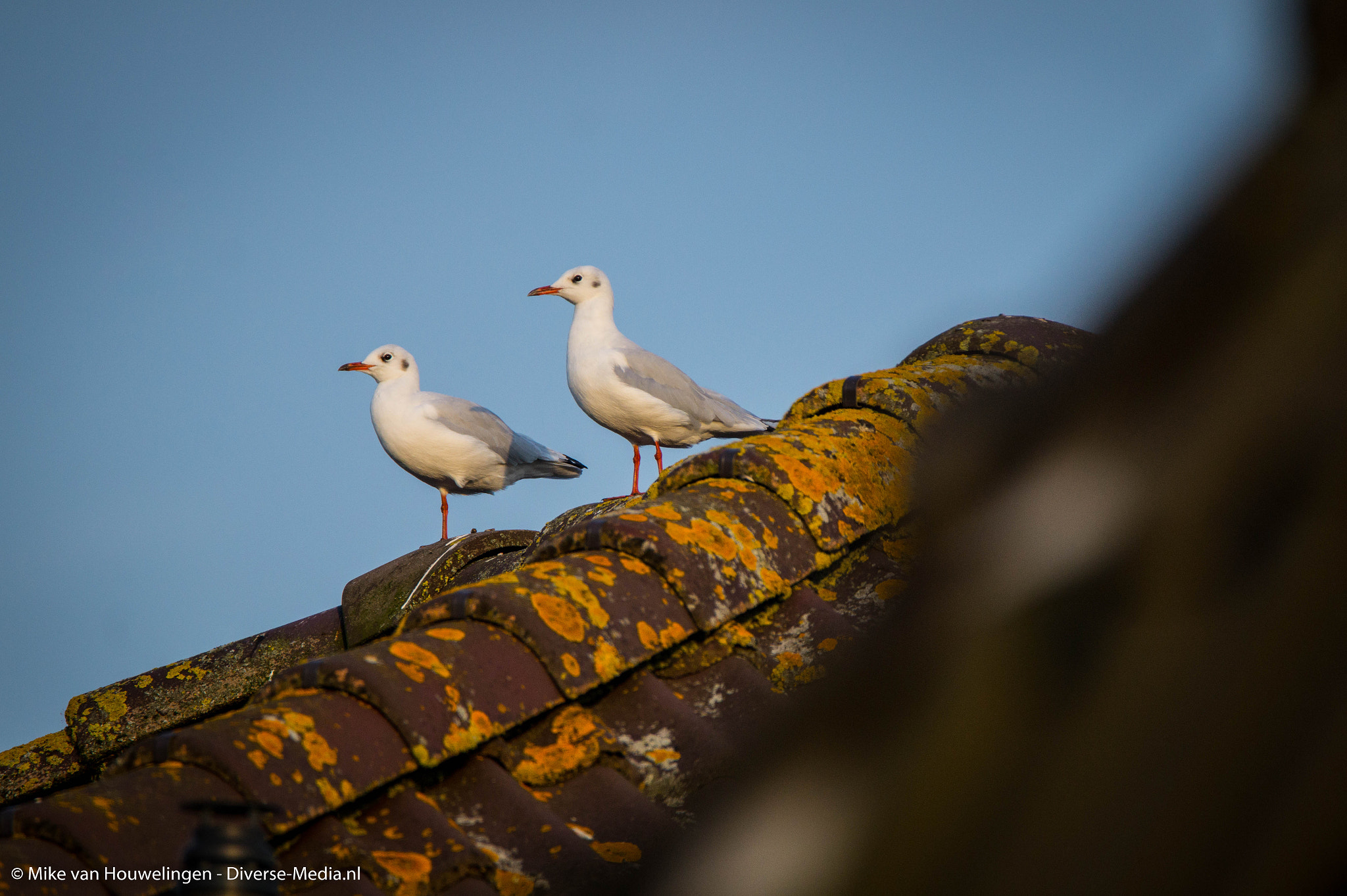 Sony SLT-A58 + Tamron SP 150-600mm F5-6.3 Di VC USD sample photo. Enjoying the view photography
