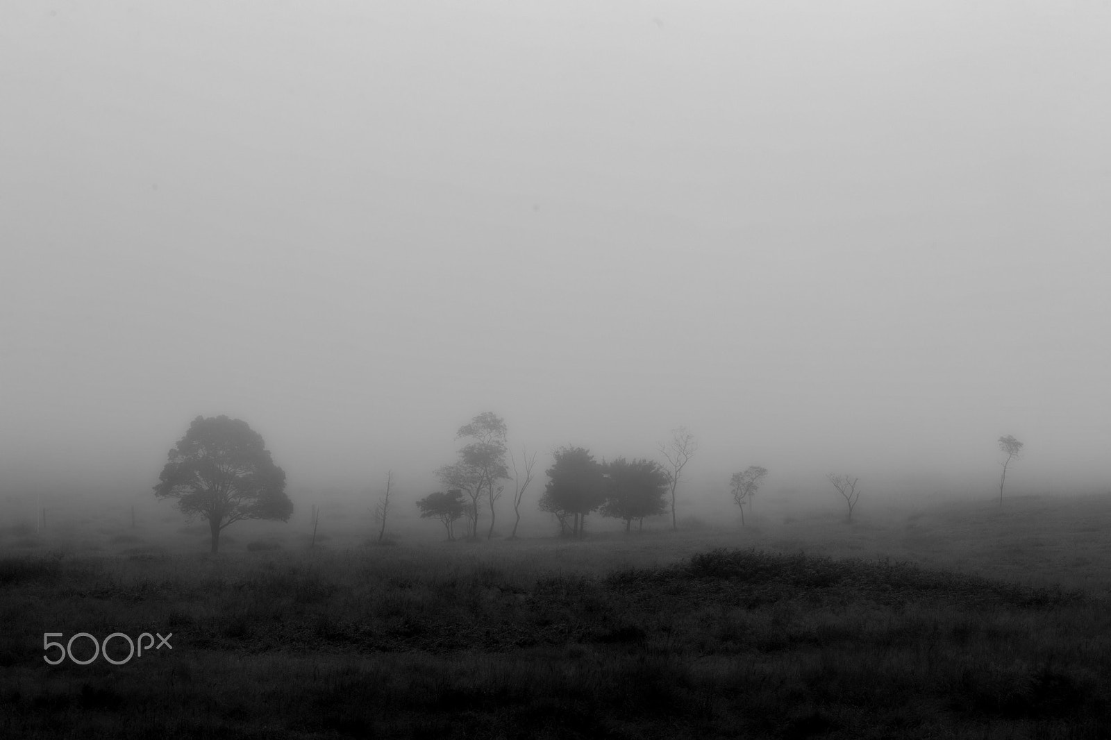 Canon EF 200mm F2L IS USM sample photo. Fog photography