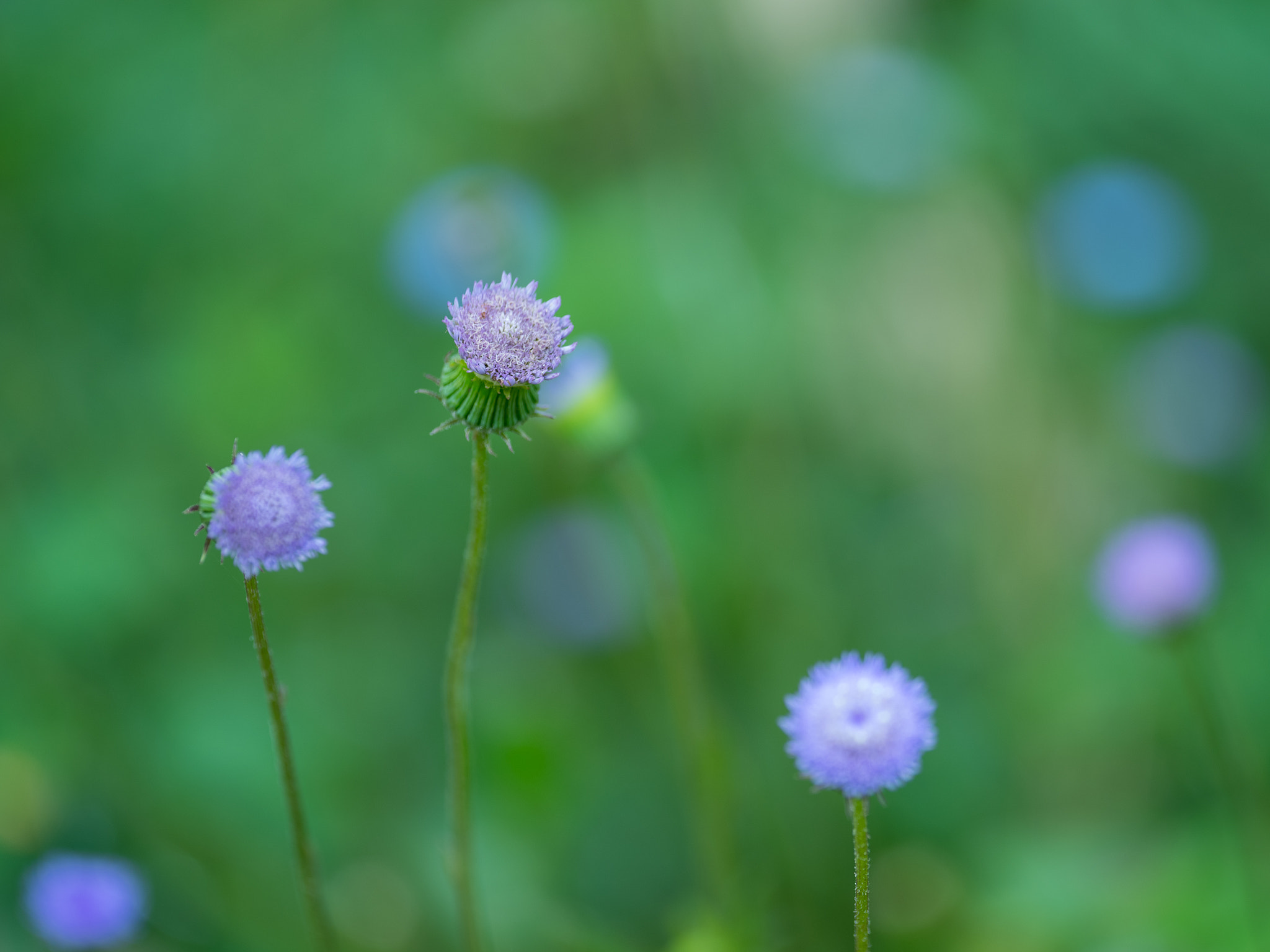 Pentax K-1 sample photo. Memories photography