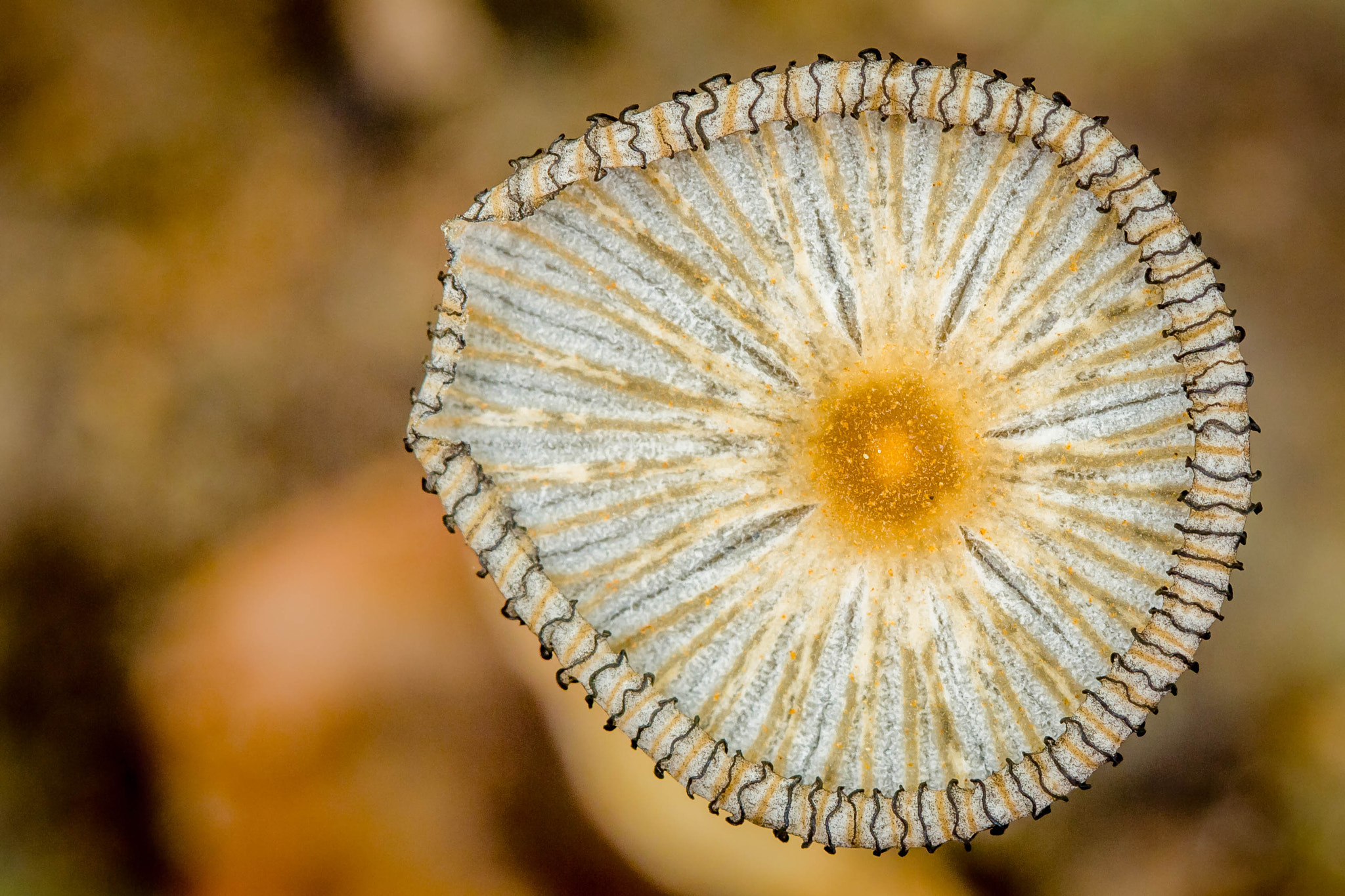 Canon EOS 700D (EOS Rebel T5i / EOS Kiss X7i) + Canon EF 100mm F2.8L Macro IS USM sample photo. Mushrooms photography