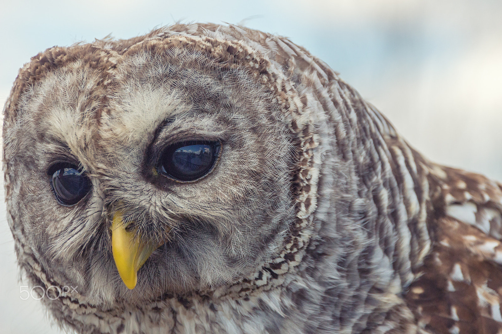 Canon EOS 650D (EOS Rebel T4i / EOS Kiss X6i) sample photo. Owl photography