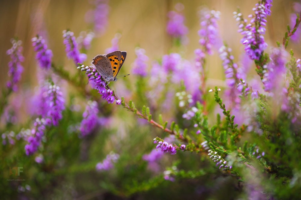 Nikon D810 + Nikon AF Micro-Nikkor 200mm F4D ED-IF sample photo. When the heather blooms photography