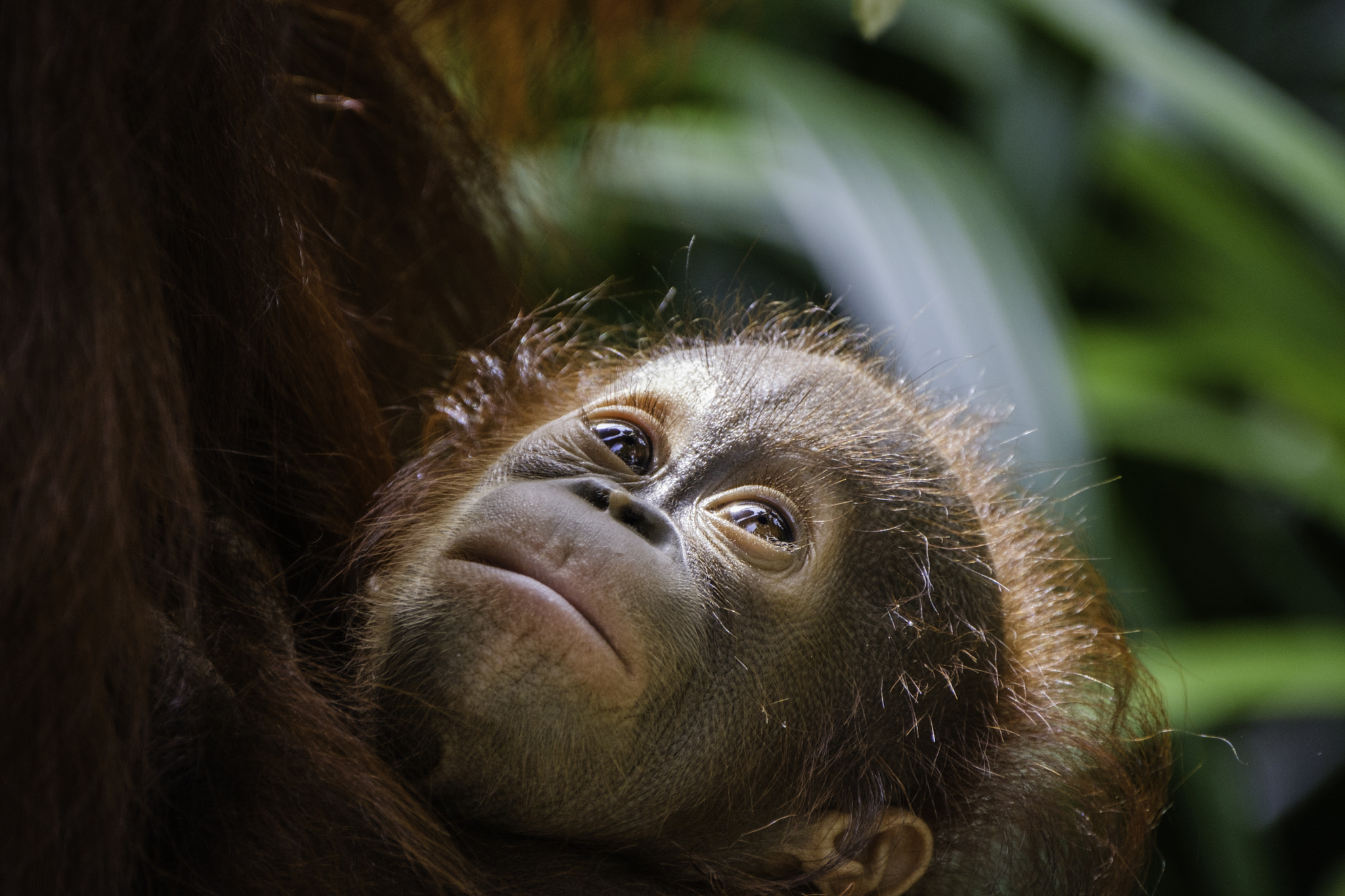 XF100-400mmF4.5-5.6 R LM OIS WR + 1.4x sample photo. Orangutan photography