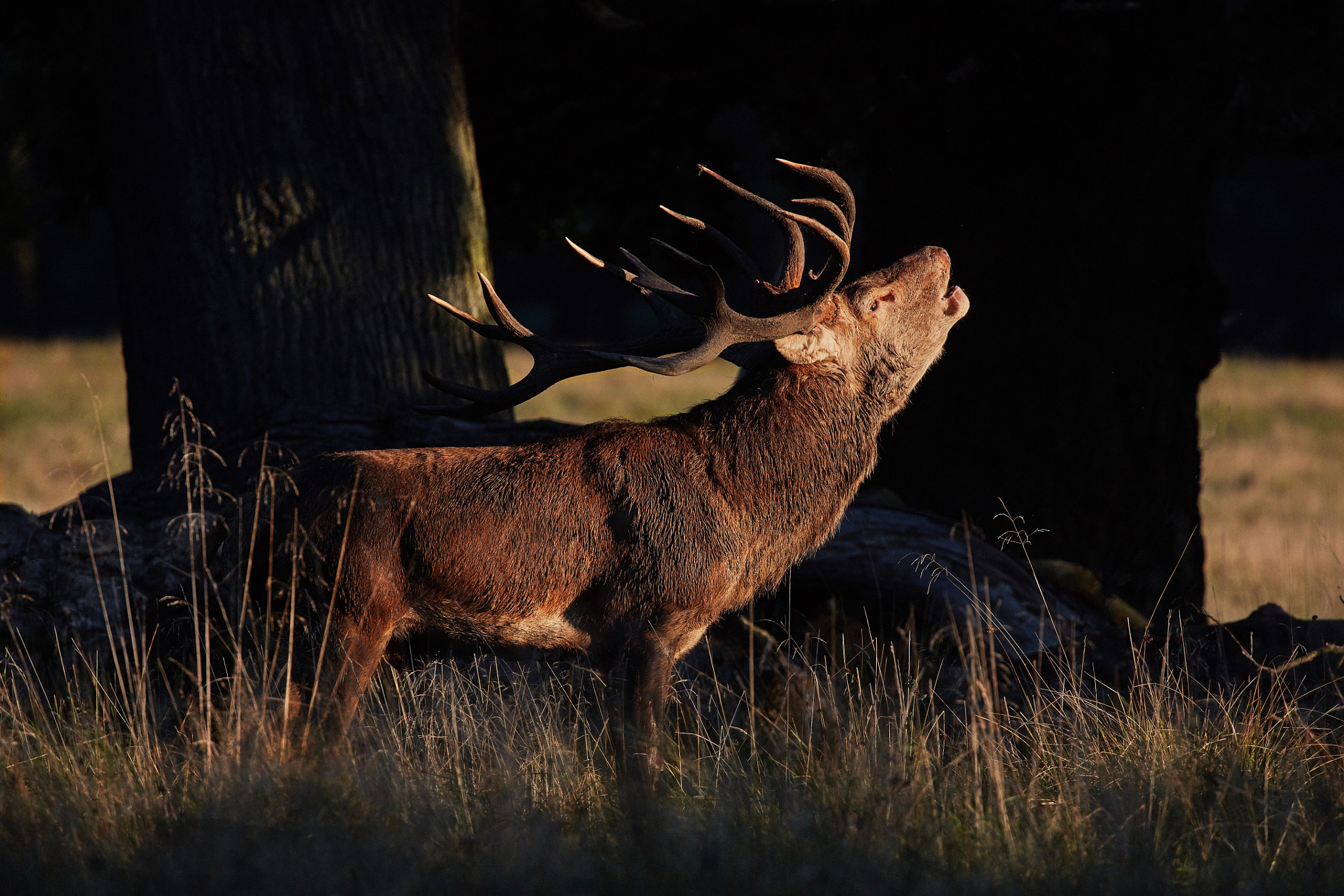 Canon EOS 5DS R + Canon EF 100-400mm F4.5-5.6L IS II USM sample photo. Red deer male photography
