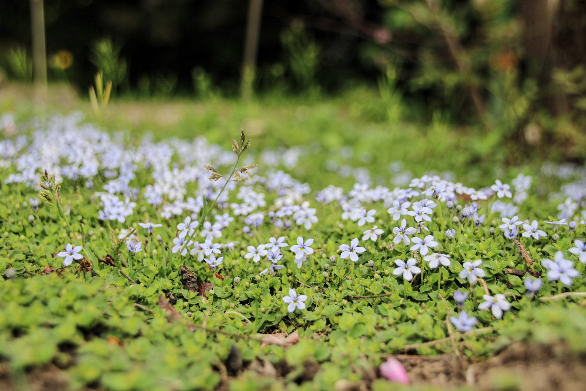 Canon EOS 760D (EOS Rebel T6s / EOS 8000D) + Sigma 18-125mm F3.8-5.6 DC OS HSM sample photo. Wild flowers photography