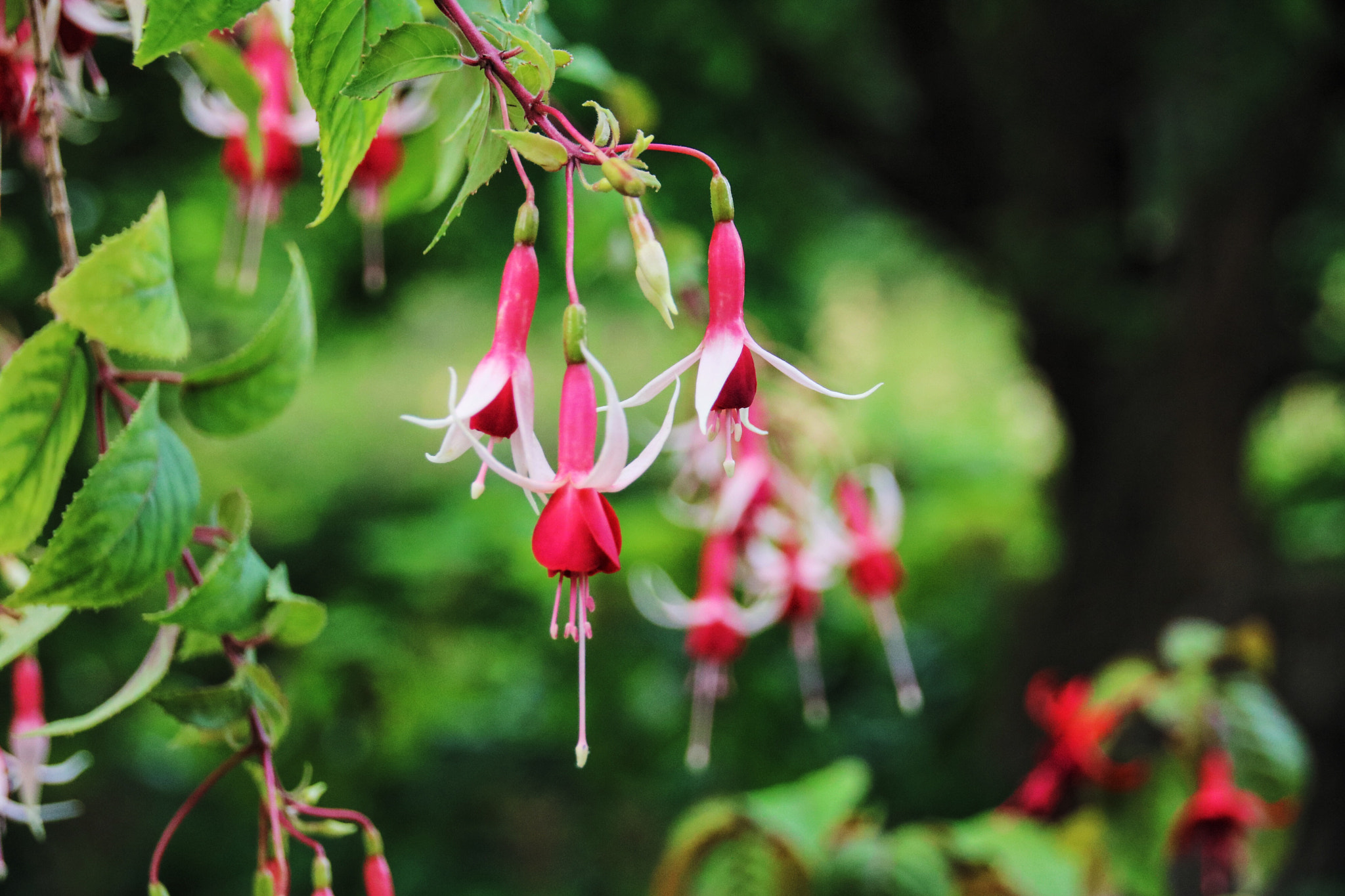 Sigma 18-250mm F3.5-6.3 DC OS HSM sample photo. Hanging photography