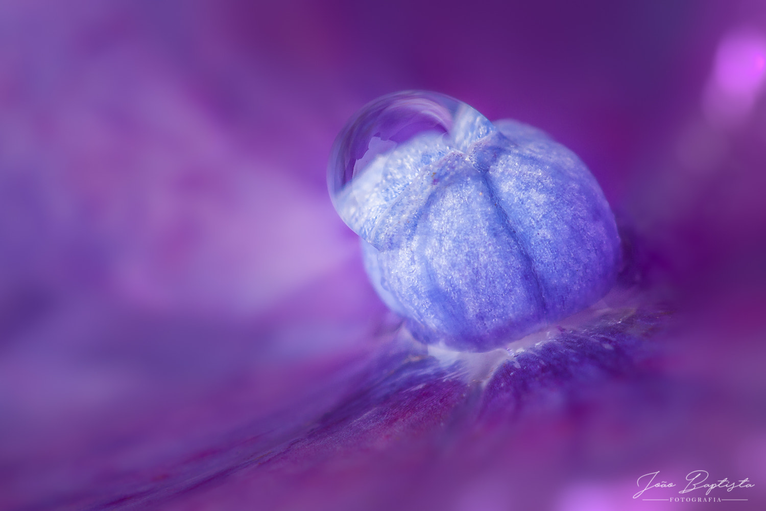 Canon EF 100mm F2.8 Macro USM sample photo. A delicate balance photography