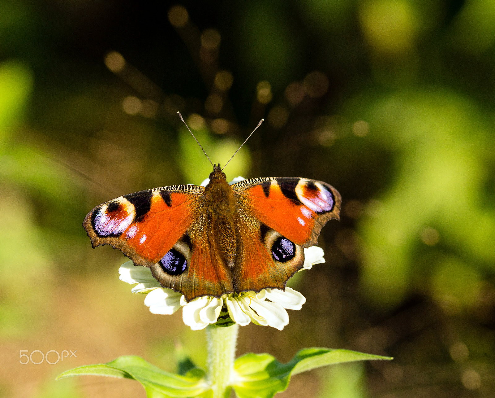 Sony SLT-A57 + 105mm F2.8 sample photo. Tagpfauenauge - aglais io photography