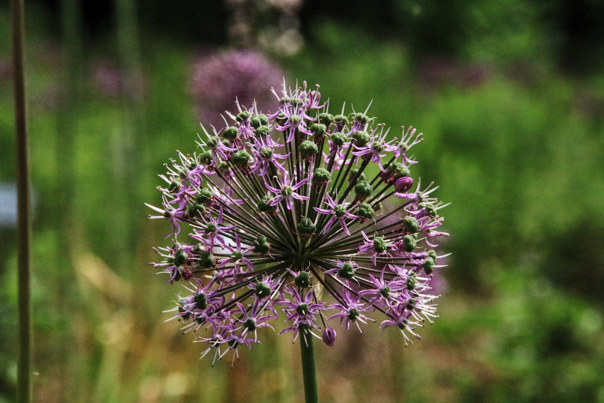 Sigma 18-250mm F3.5-6.3 DC OS HSM sample photo. Beautiful flower photography