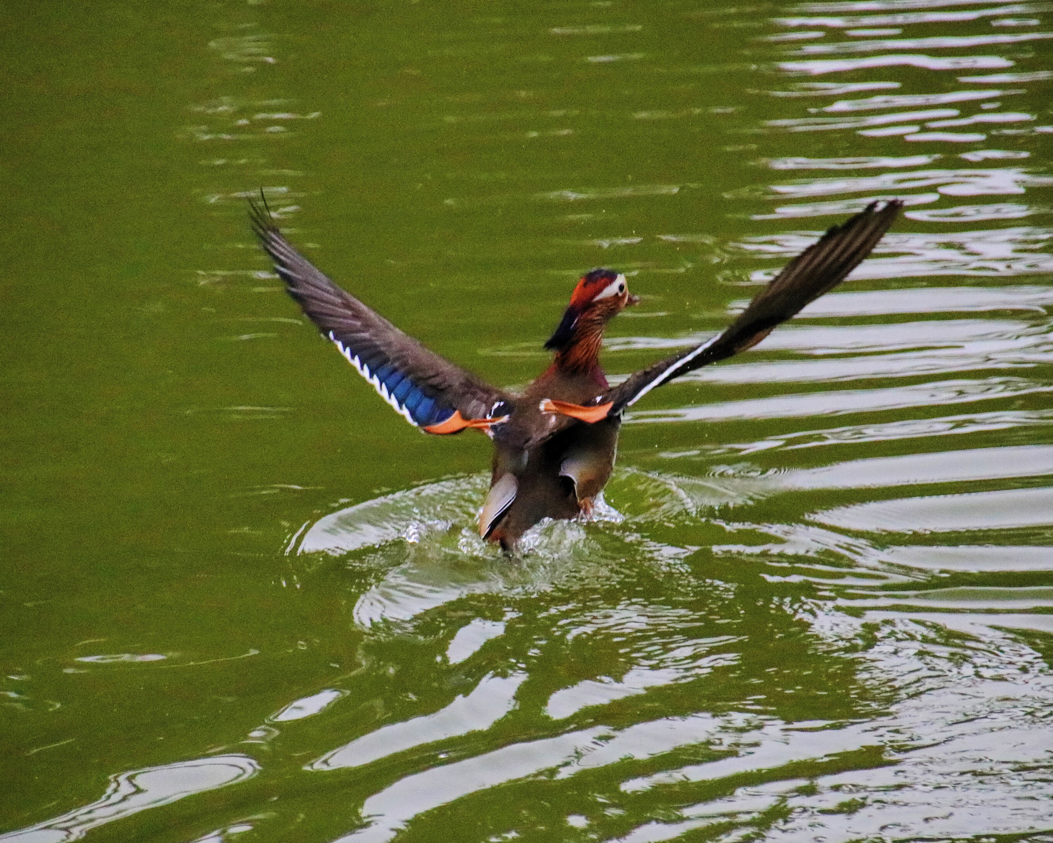 Sigma 18-250mm F3.5-6.3 DC OS HSM sample photo. Bird photography