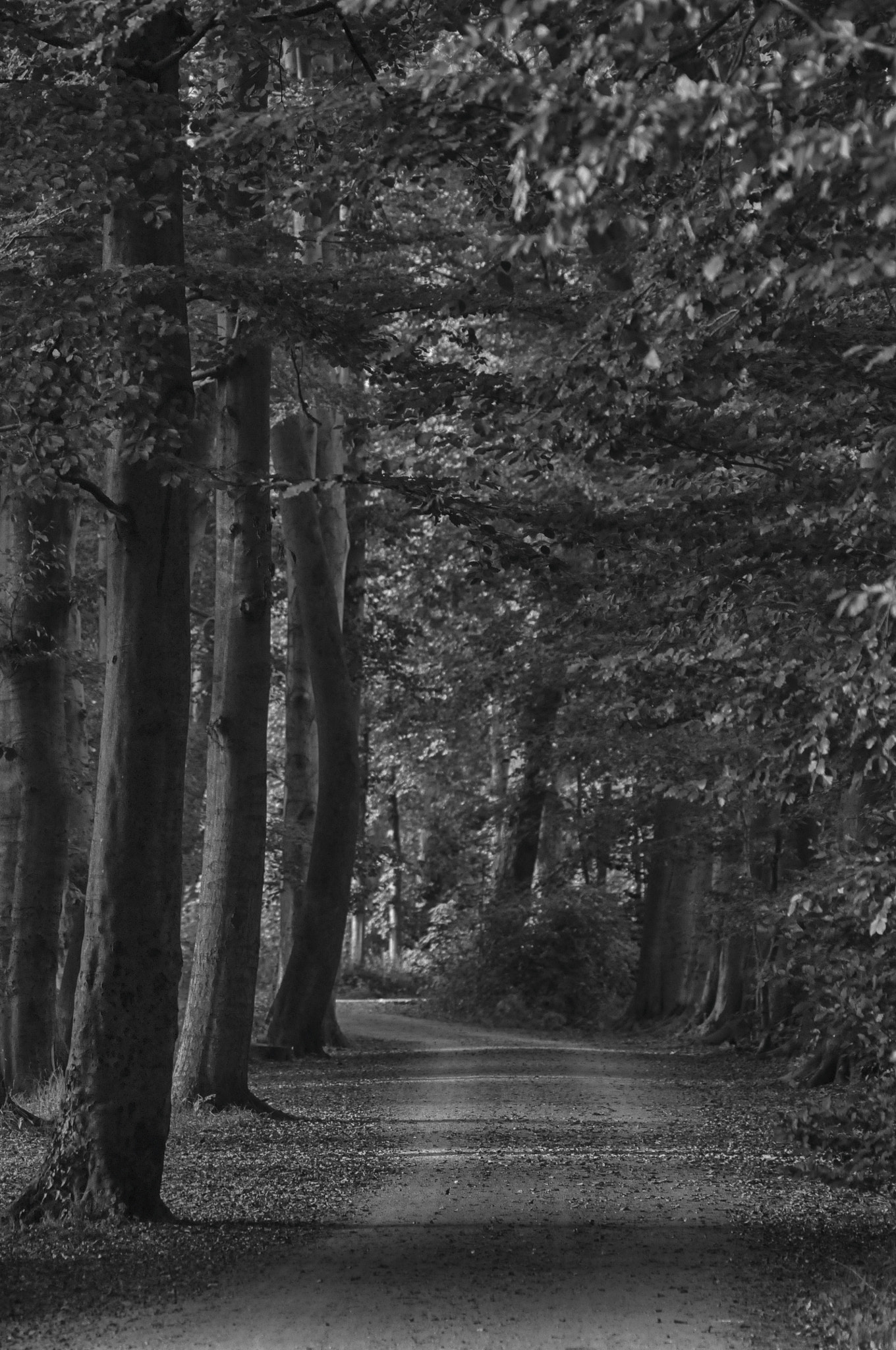 Sigma 150-500mm F5-6.3 DG OS HSM sample photo. Forest photography