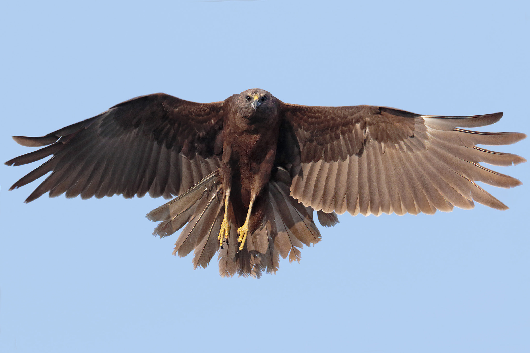 Canon EF 300mm F2.8L IS II USM sample photo. Marsh harrier photography