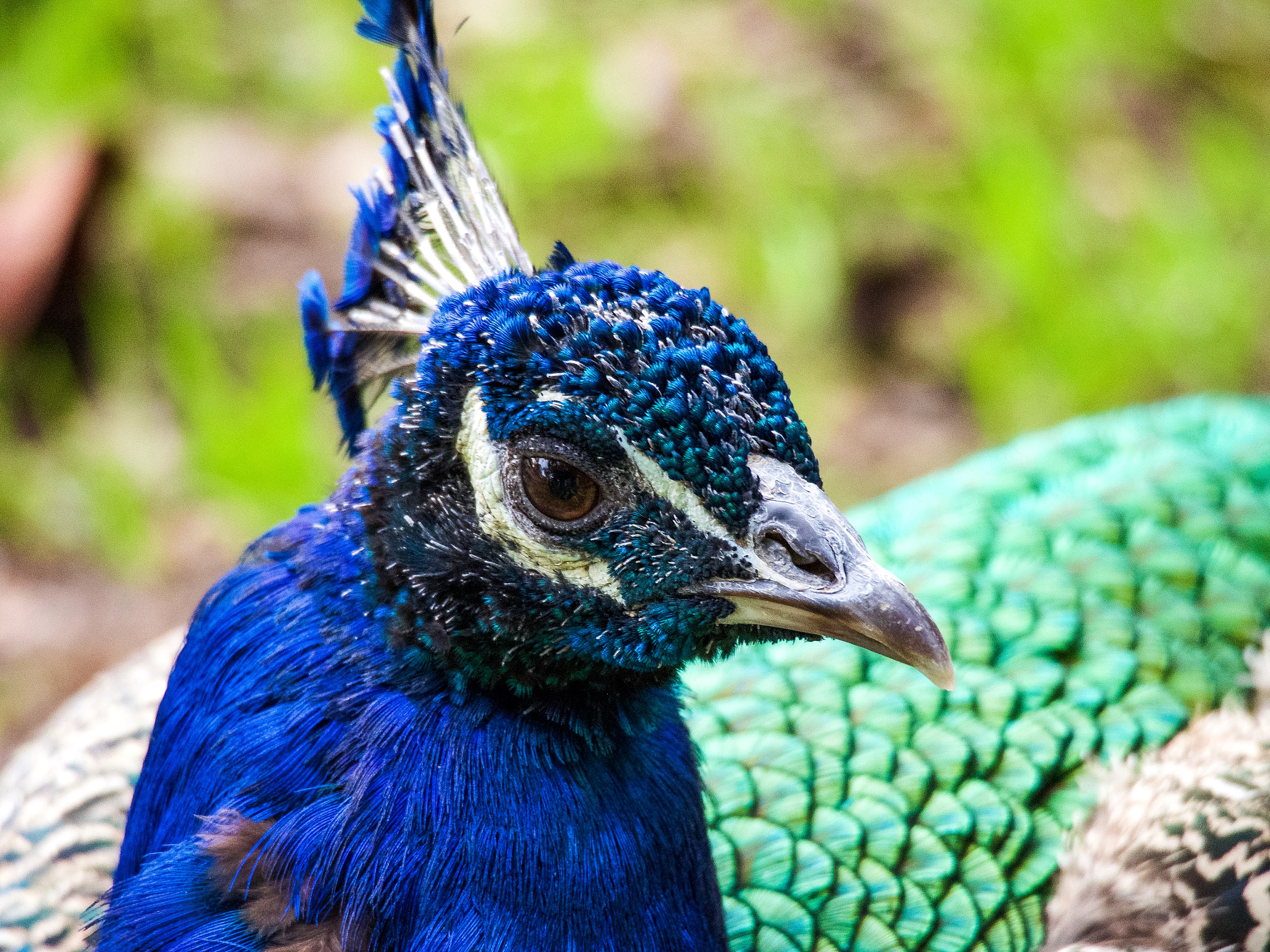 Olympus OM-D E-M5 sample photo. Peacock gaze photography
