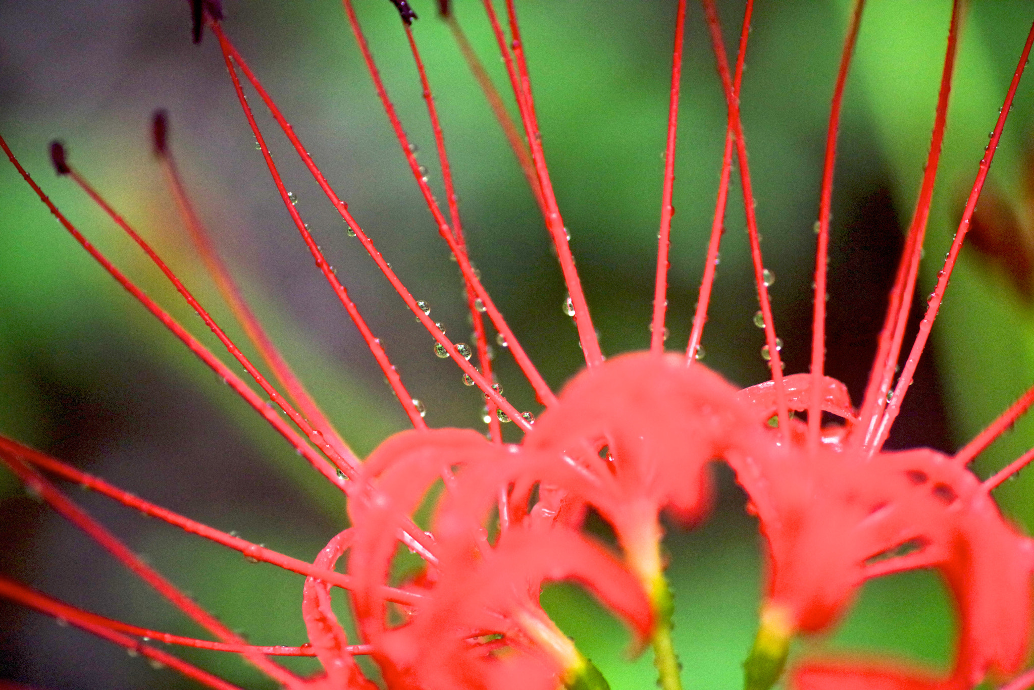 Tamron SP AF 90mm F2.8 Di Macro sample photo. Eyelash photography