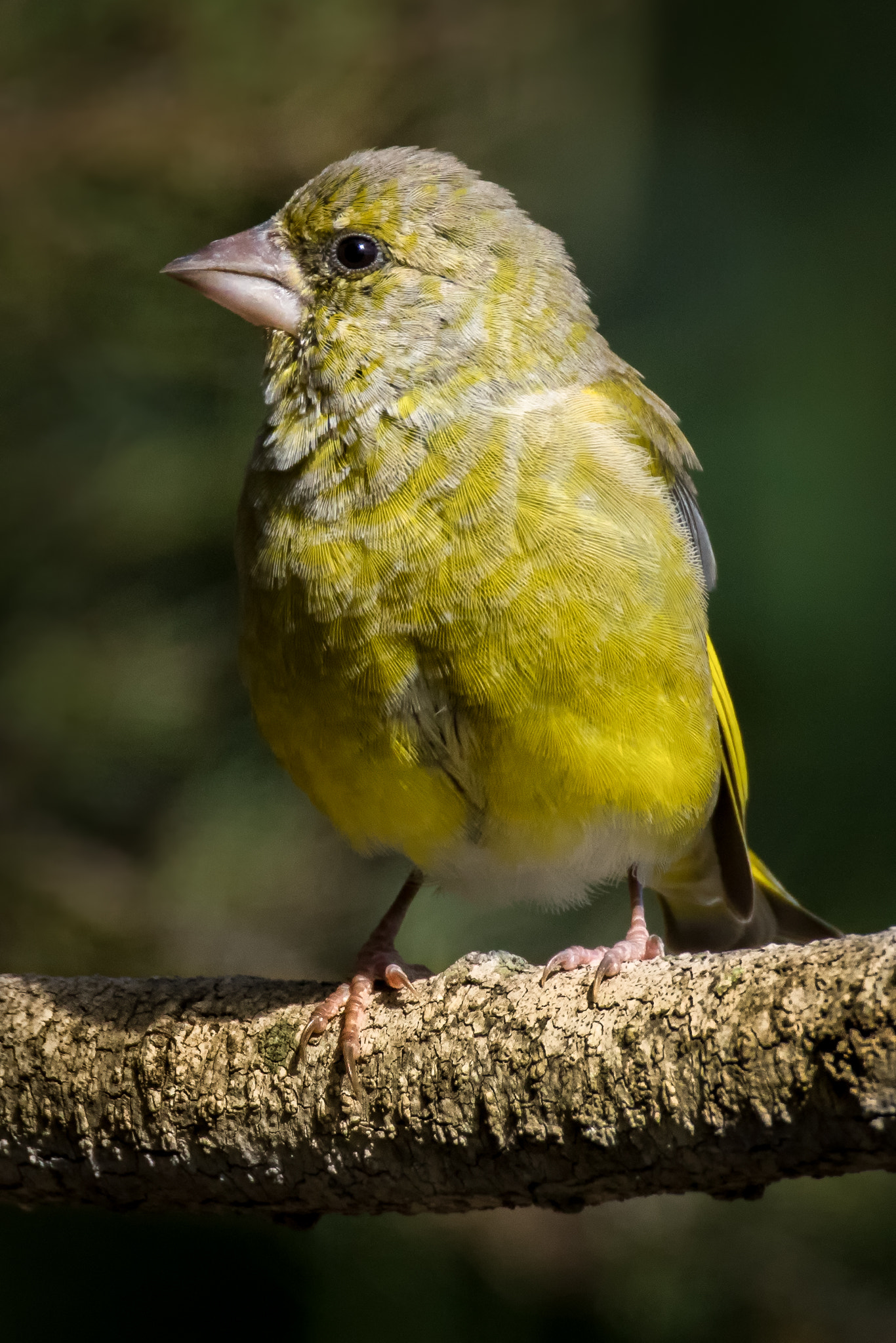 Canon EF 500mm F4L IS USM sample photo. The boss photography