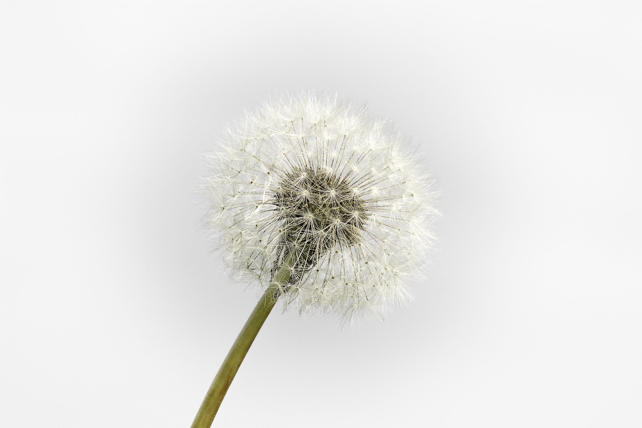 Canon EOS 100D (EOS Rebel SL1 / EOS Kiss X7) + Canon EF 100mm F2.8 Macro USM sample photo. Dandelion photography