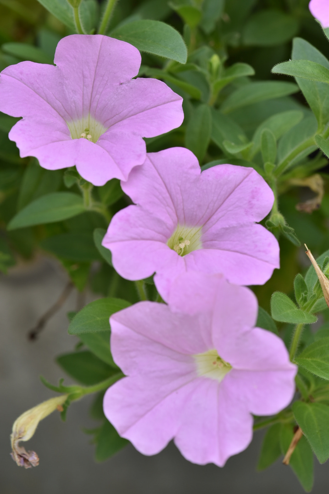 Nikon AF-S DX Micro-Nikkor 85mm F3.5G ED VR sample photo