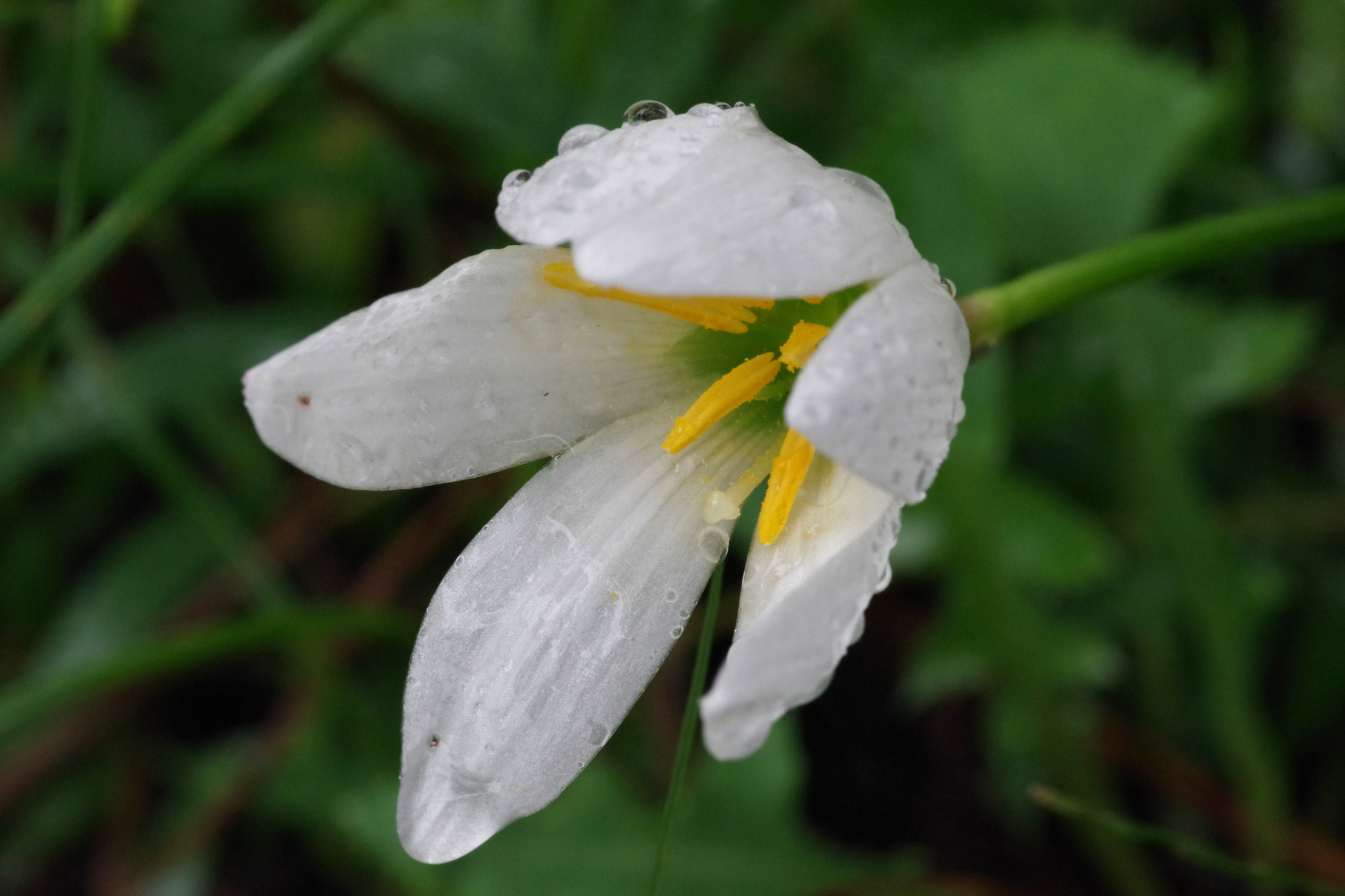 Pentax K-70 sample photo. Zephyranthes candida (タマスダレ) photography