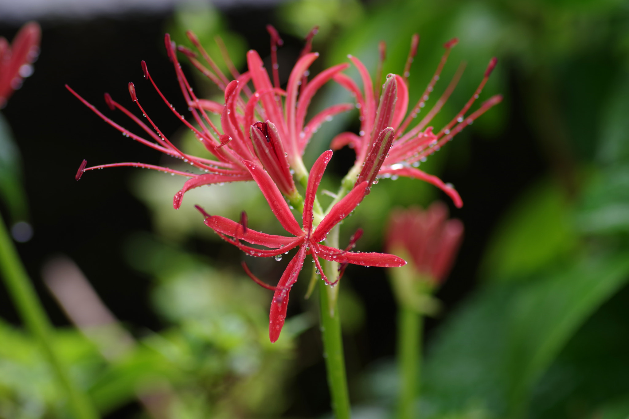 Pentax K-70 + Pentax smc D-FA 100mm F2.8 Macro WR sample photo. Lycoris radiata (ヒガンバナ) photography