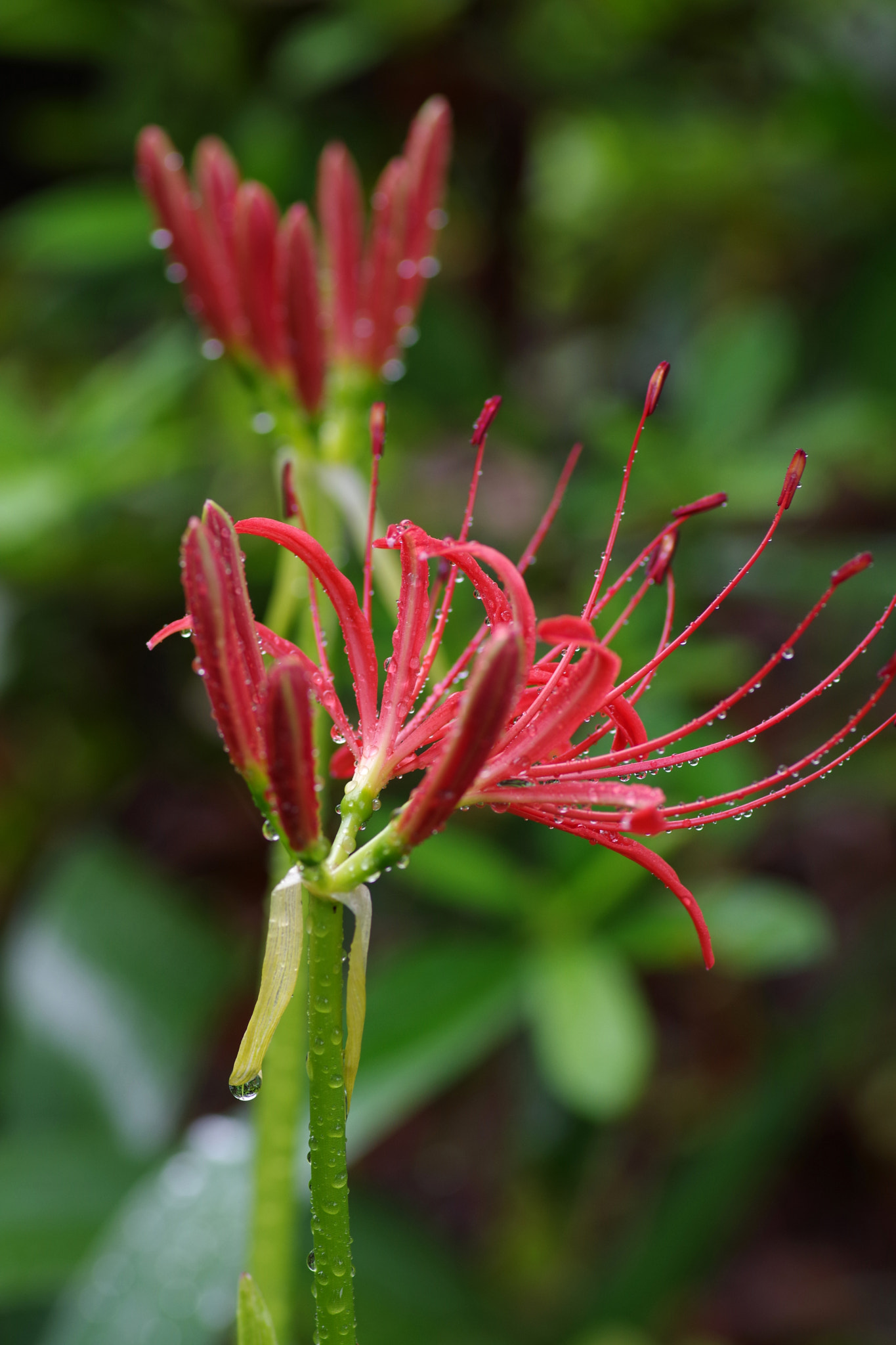 Pentax K-70 + Pentax smc D-FA 100mm F2.8 Macro WR sample photo. Lycoris radiata (ヒガンバナ) photography