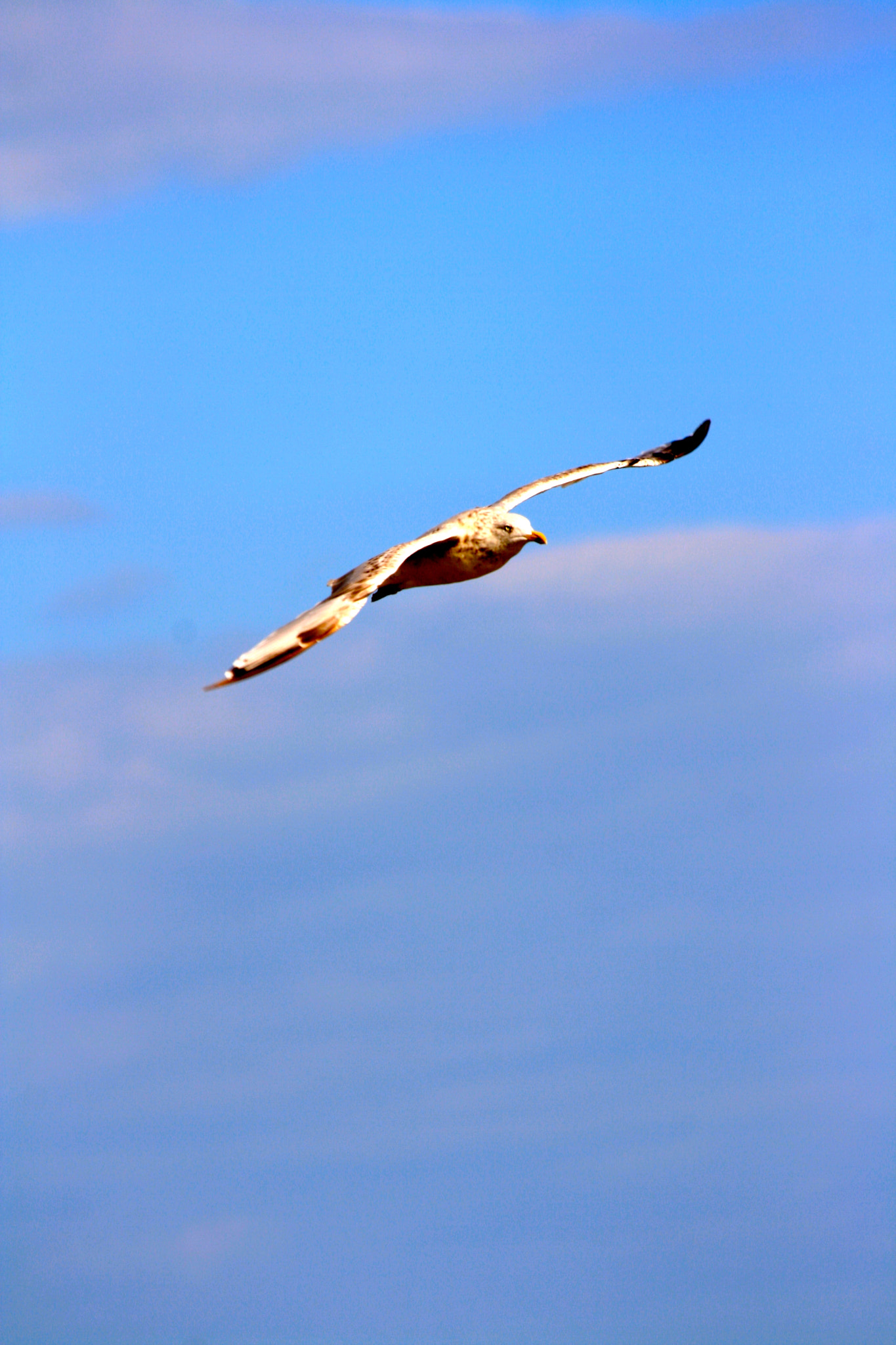 Canon EF 70-300mm F4-5.6 IS USM sample photo. The seagull photography