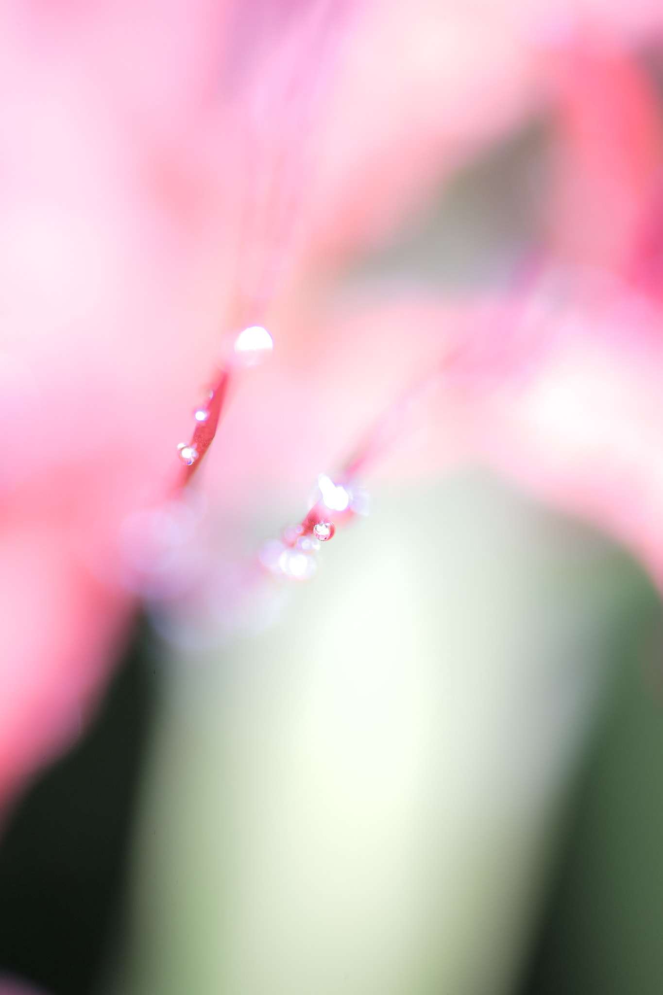 Canon EF 180mm F3.5L Macro USM sample photo. Drop of water photography