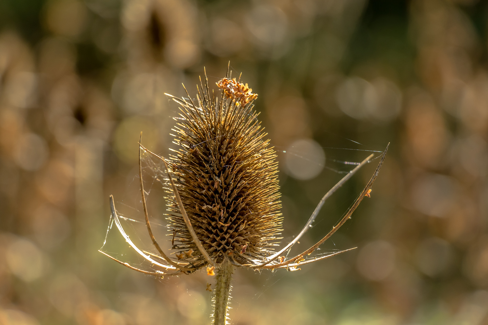 Canon EOS M10 sample photo. Nature photography