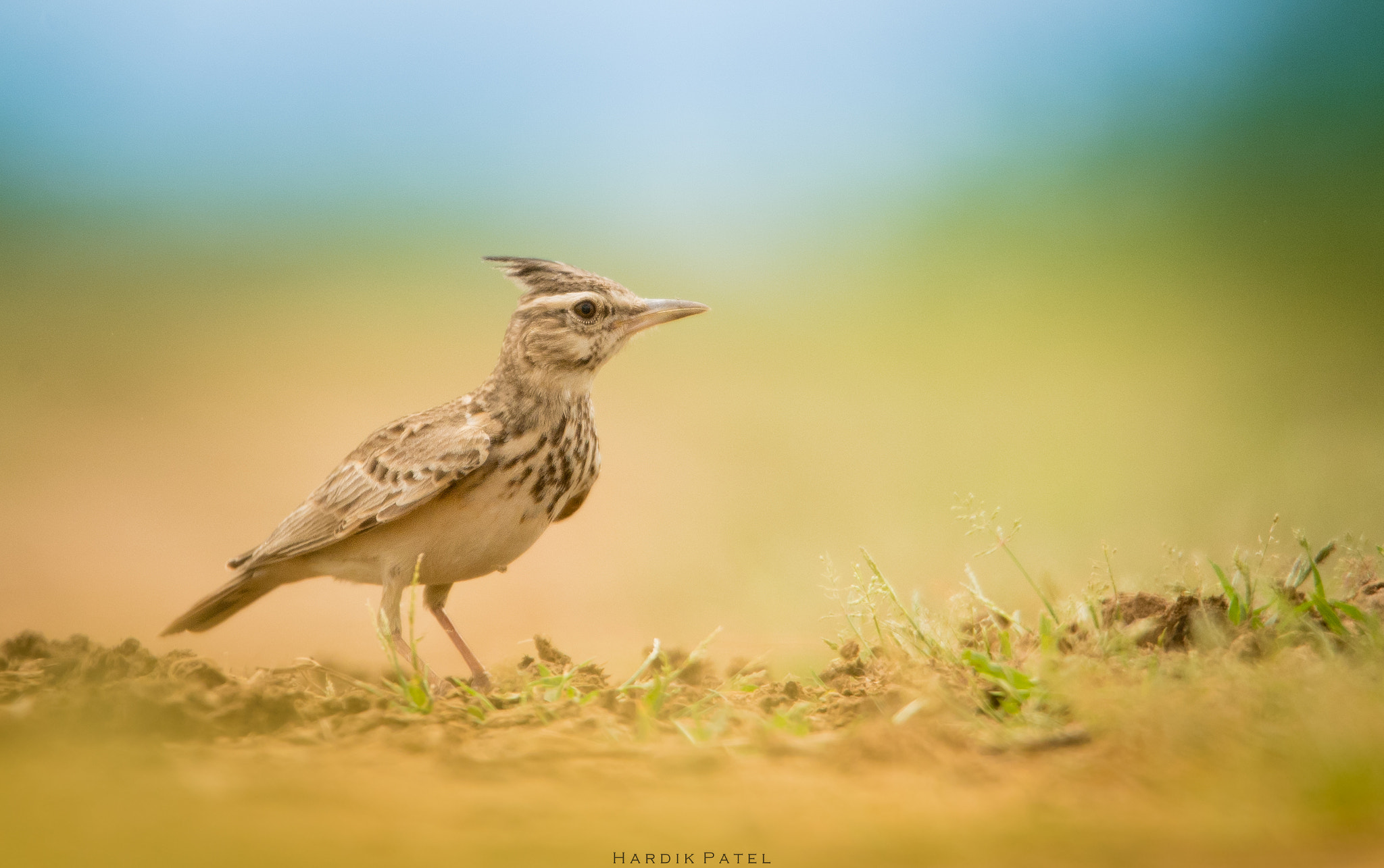 Nikon D5 sample photo. Crested lark.. photography
