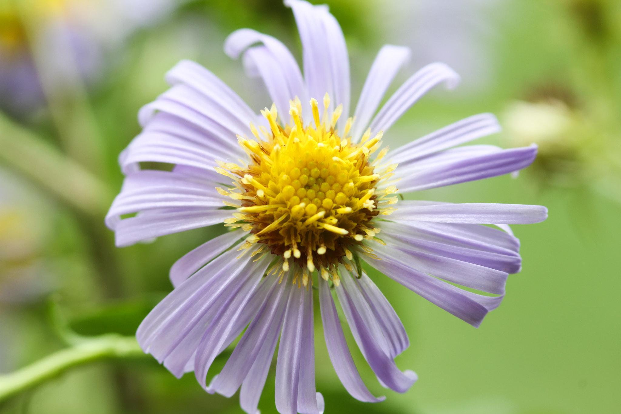 Canon EOS 60D + Sigma 105mm F2.8 EX DG Macro sample photo. Shining - brillante photography