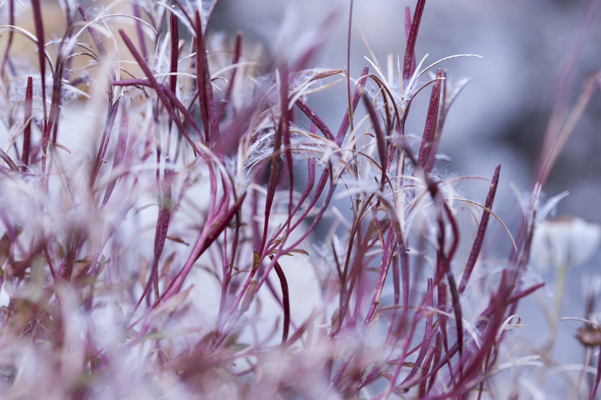 Nikon D700 + Nikon AF Micro-Nikkor 200mm F4D ED-IF sample photo. Oxy_5804_1.jpg photography