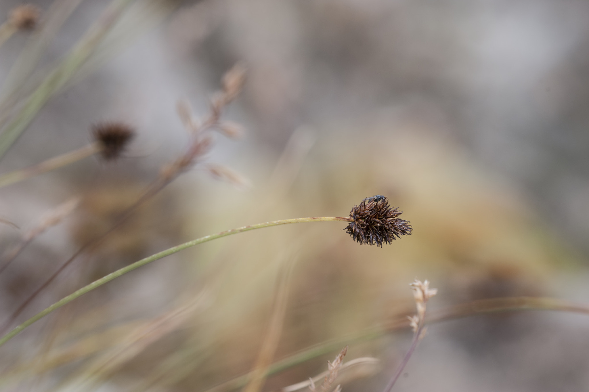 Nikon D700 + Nikon AF Micro-Nikkor 200mm F4D ED-IF sample photo. Oxy_5807_1.jpg photography