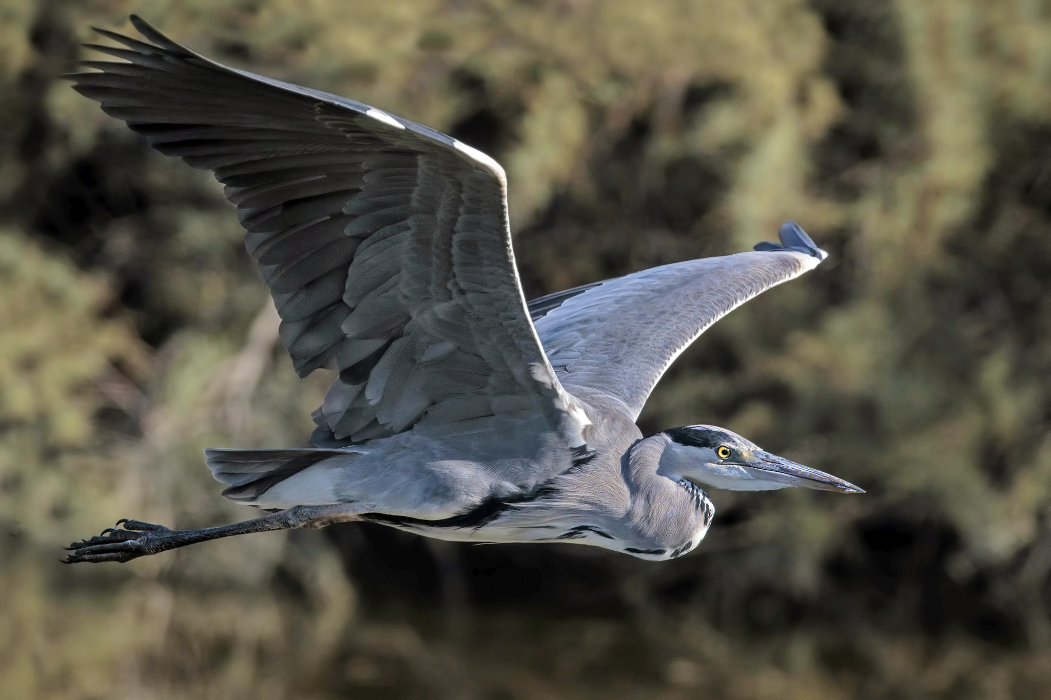 Canon EF 300mm F2.8L IS II USM sample photo. Grey heron photography
