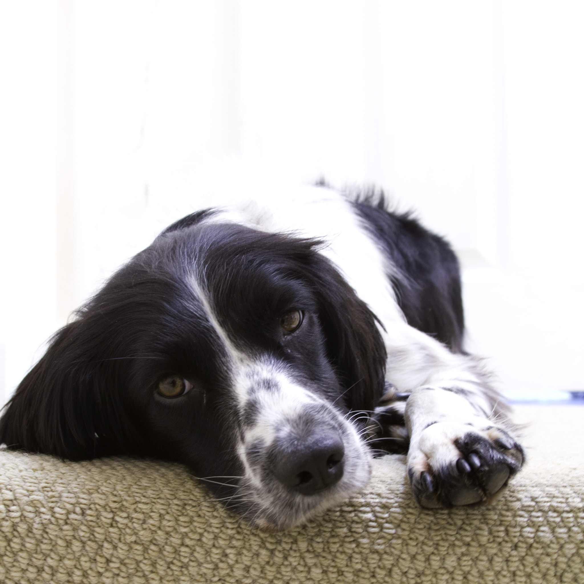 Canon EF 28-135mm F3.5-5.6 IS USM sample photo. Dozy dog photography