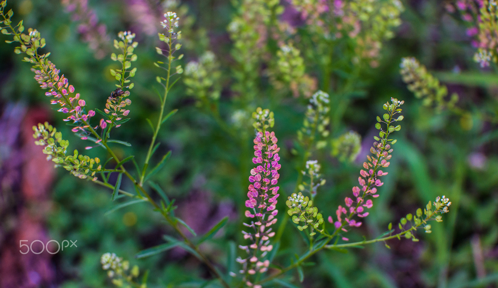 Samsung NX1 + NX 50-150mm F2.8 S sample photo. Cute plants photography