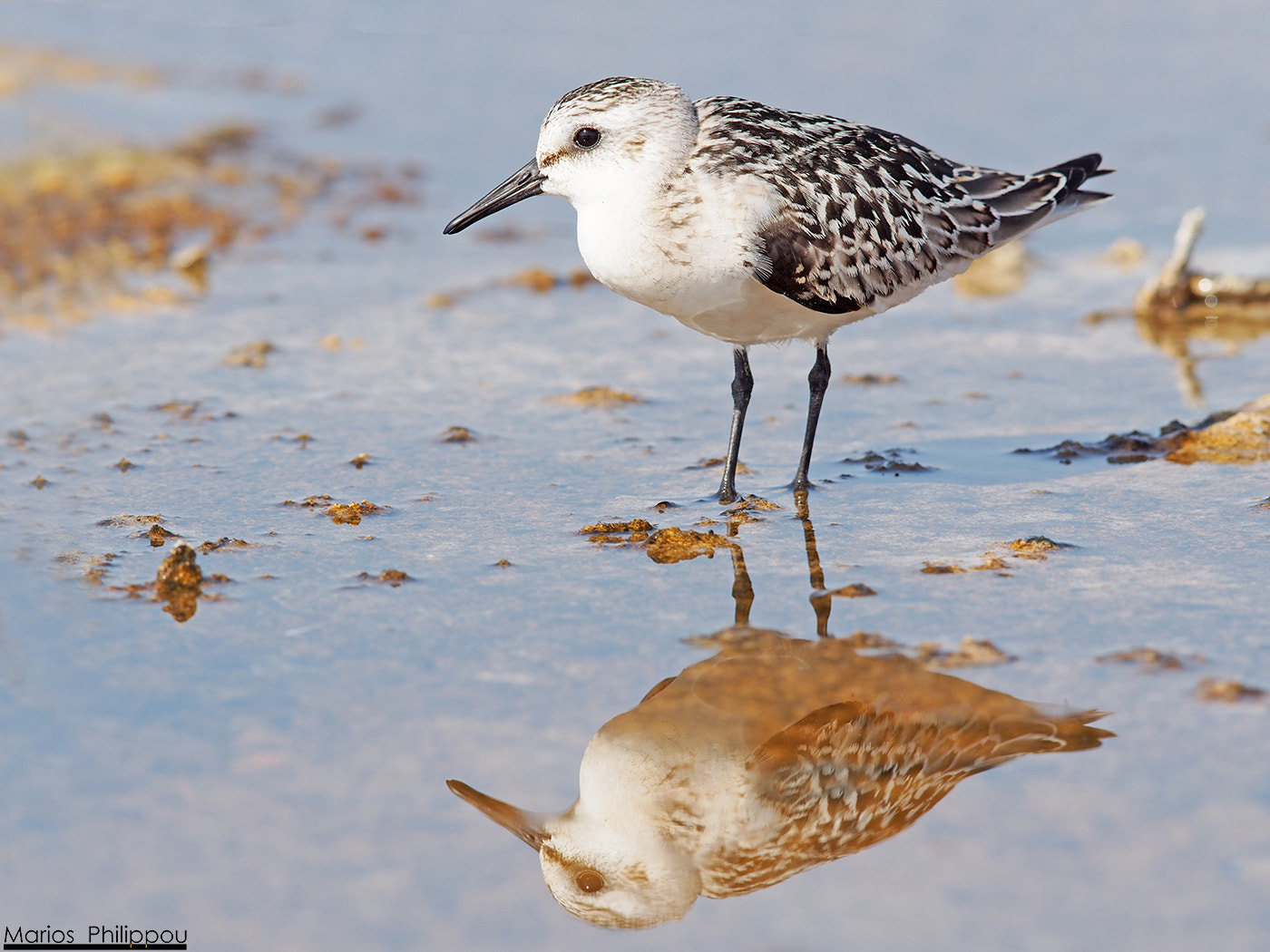 Olympus OM-D E-M5 + OLYMPUS 300mm Lens sample photo. Sanderling photography