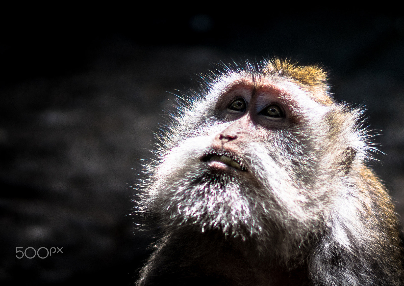 Sony ILCA-77M2 + Sony 50mm F1.4 sample photo. Ubud monkeys photography