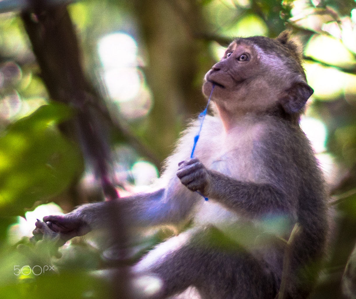 Sony ILCA-77M2 + Sony 50mm F1.4 sample photo. Ubud monkeys photography