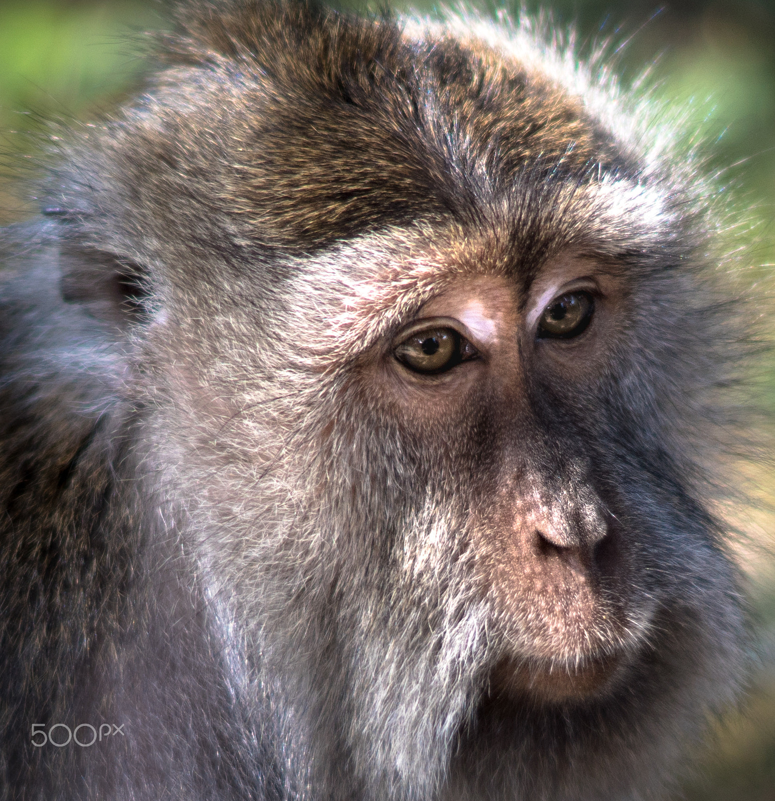 Sony ILCA-77M2 + Sony 50mm F1.4 sample photo. Ubud monkeys photography