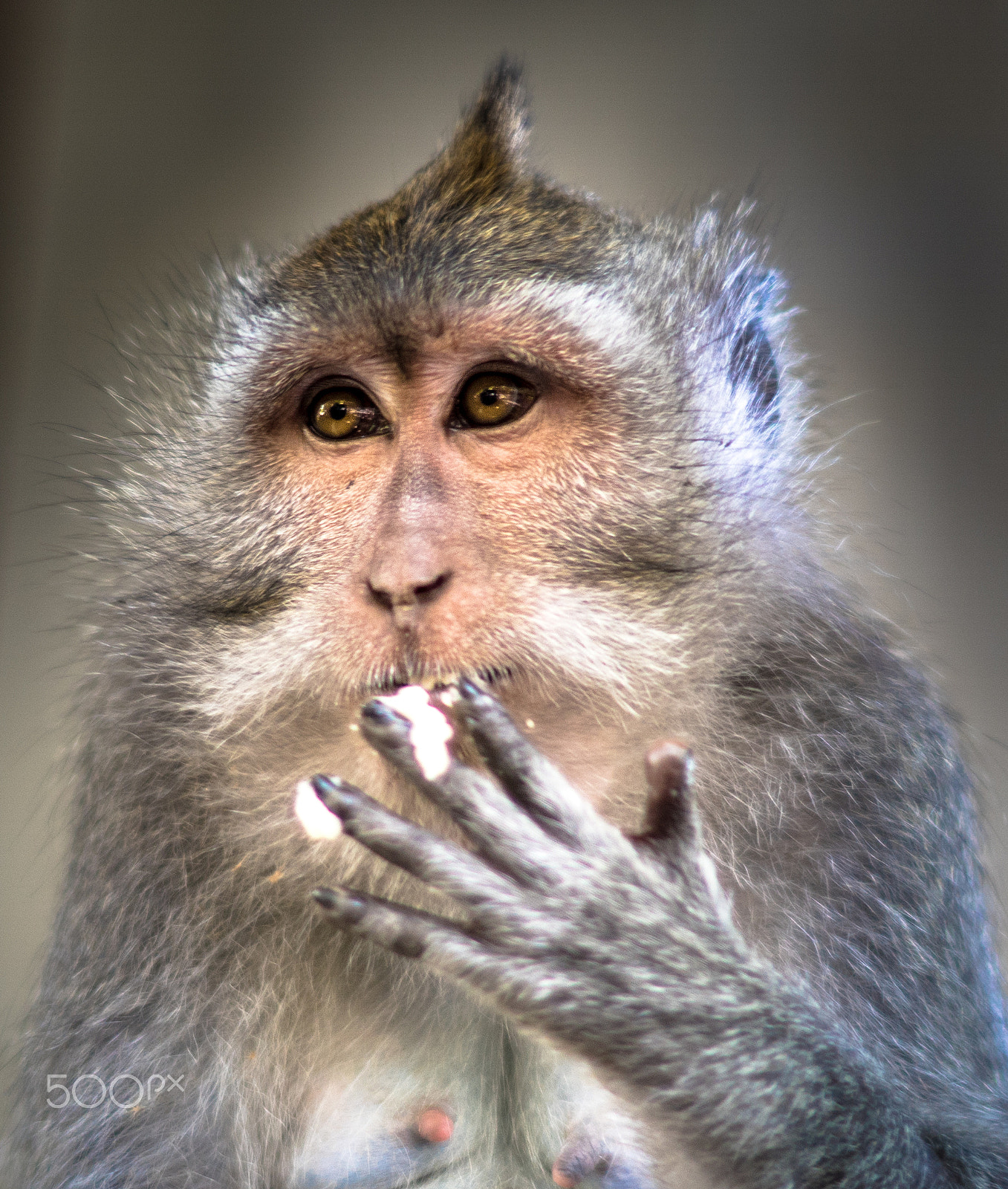 Sony ILCA-77M2 + Sony 50mm F1.4 sample photo. Ubud monkeys photography