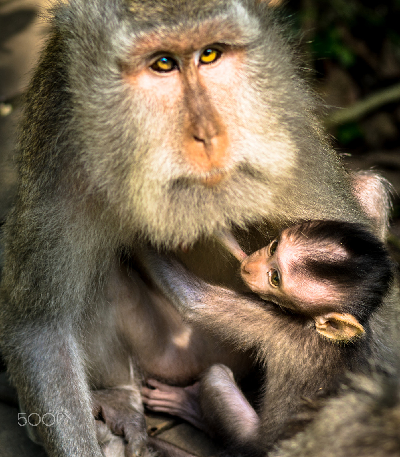 Sony ILCA-77M2 + Sony 50mm F1.4 sample photo. Ubud monkeys photography