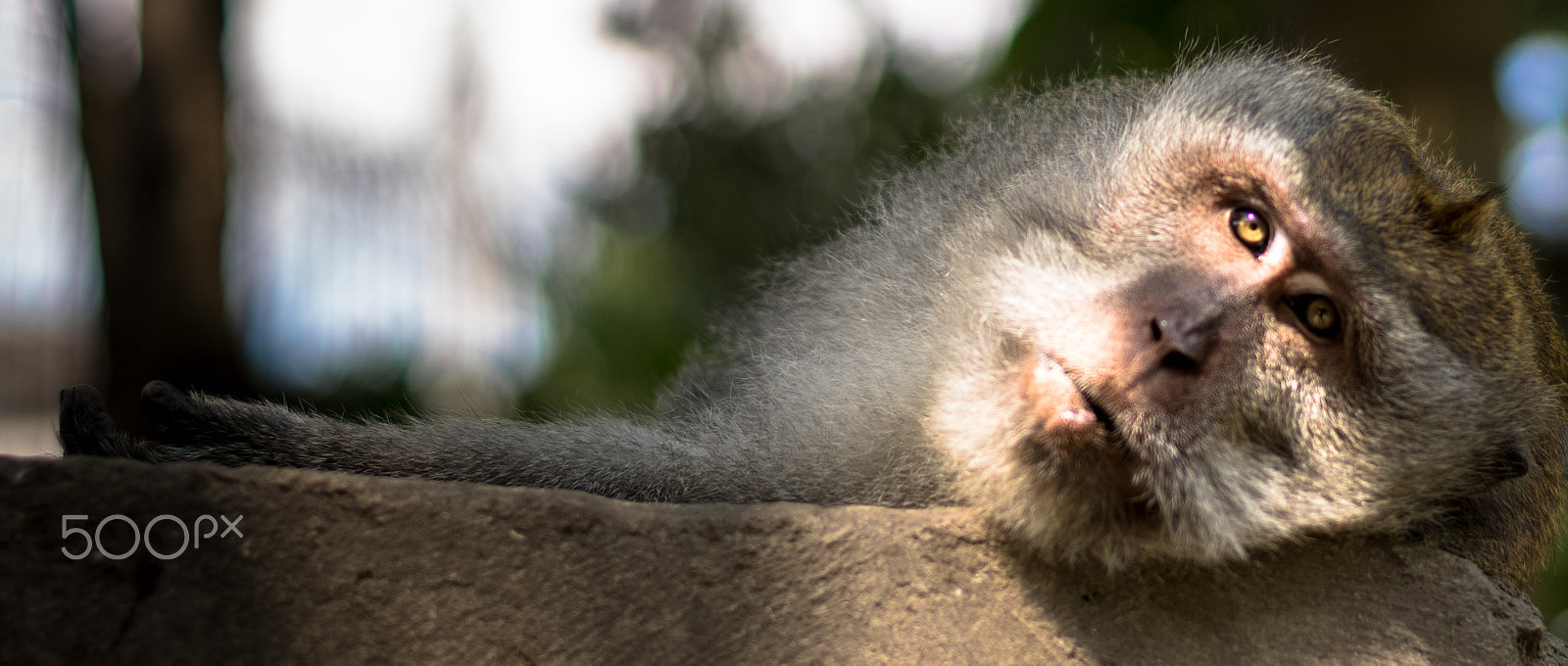 Sony ILCA-77M2 + Sony 50mm F1.4 sample photo. Ubud monkeys photography