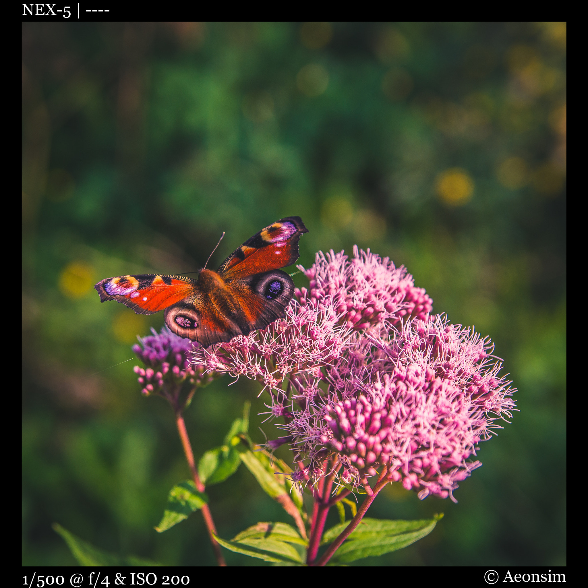Sony Alpha NEX-5 sample photo. Butterfly photography