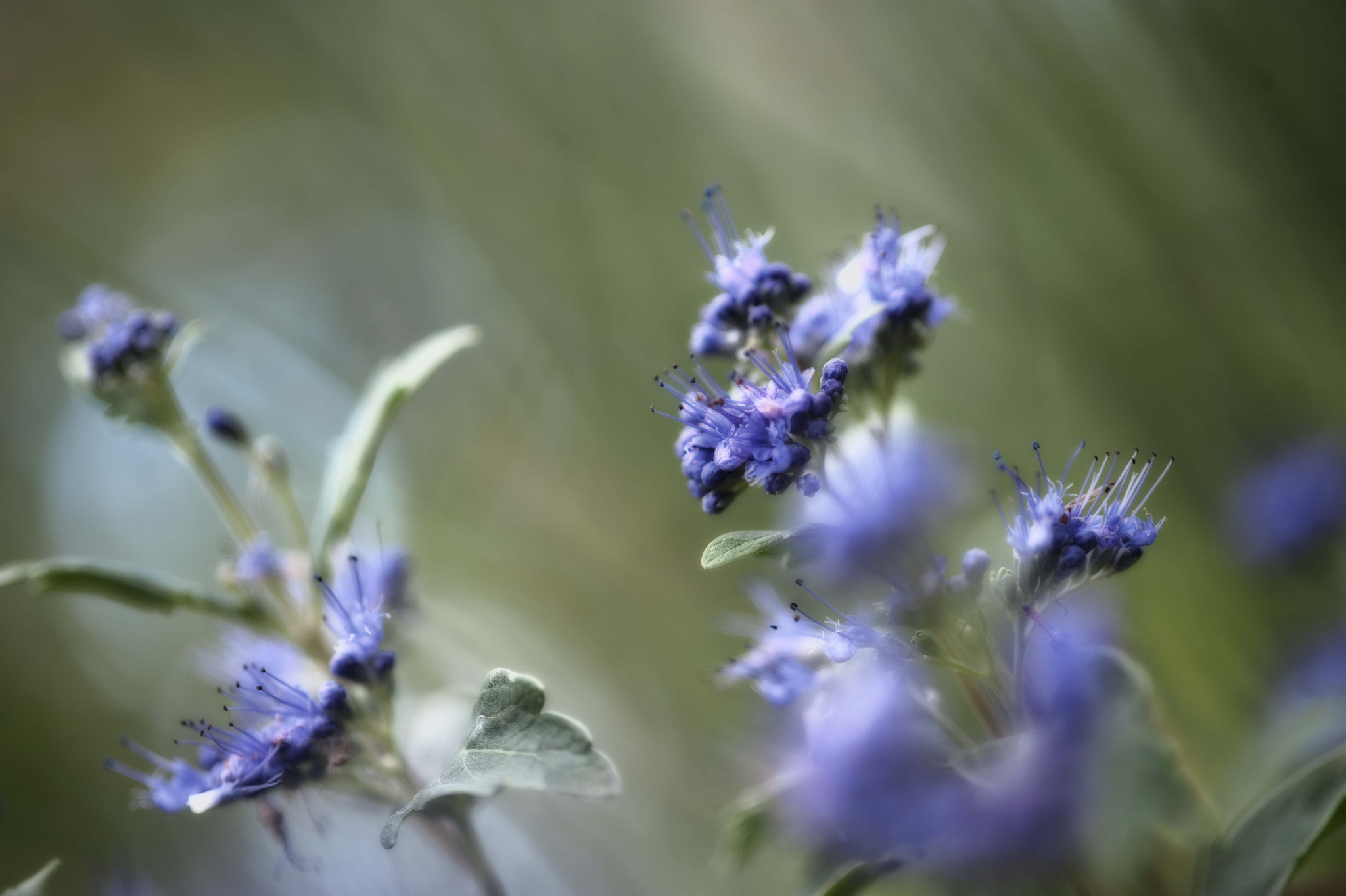 Nikon D3 sample photo